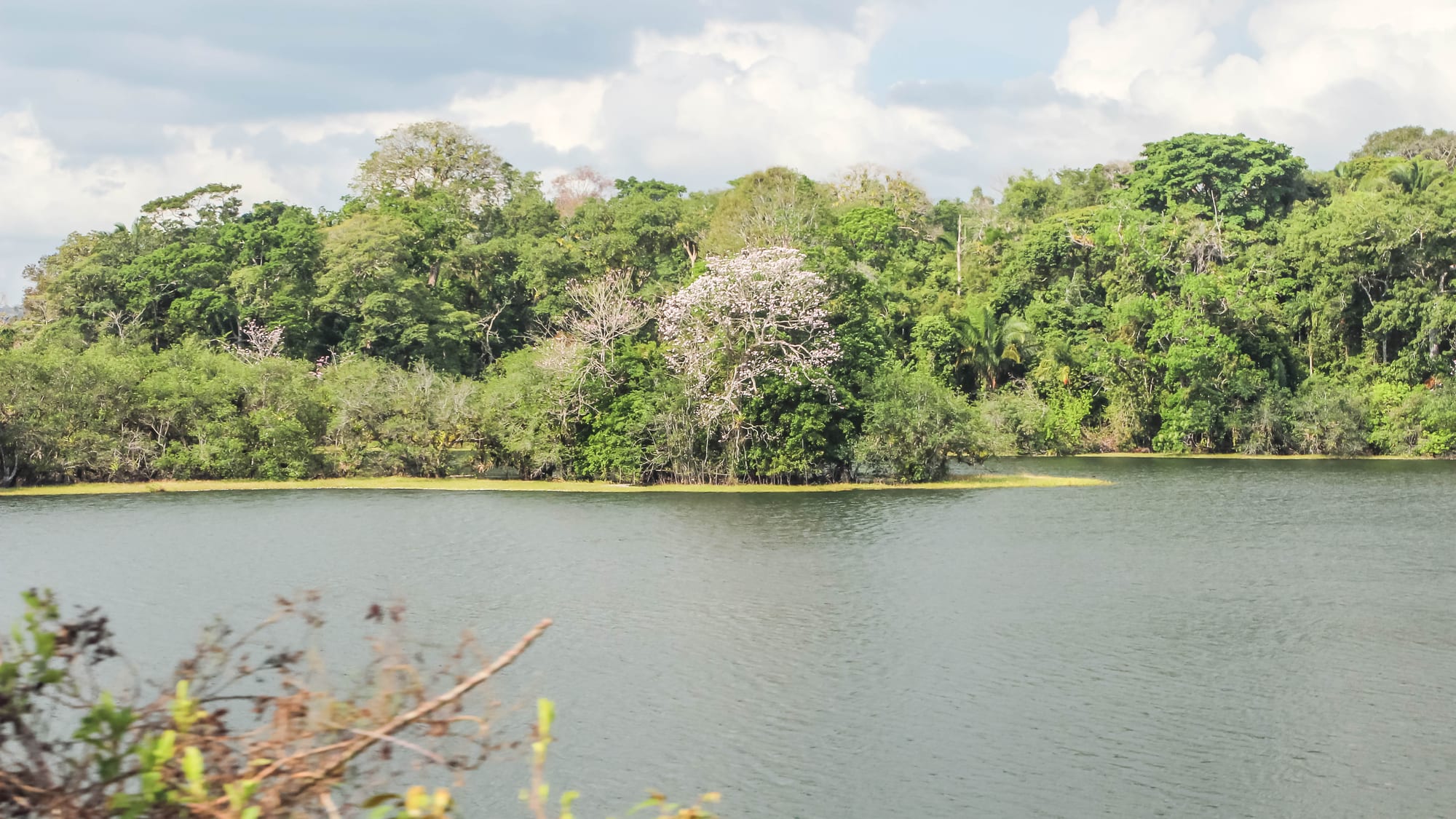 A flooded rainforest lake with dense jungle along its shoreline