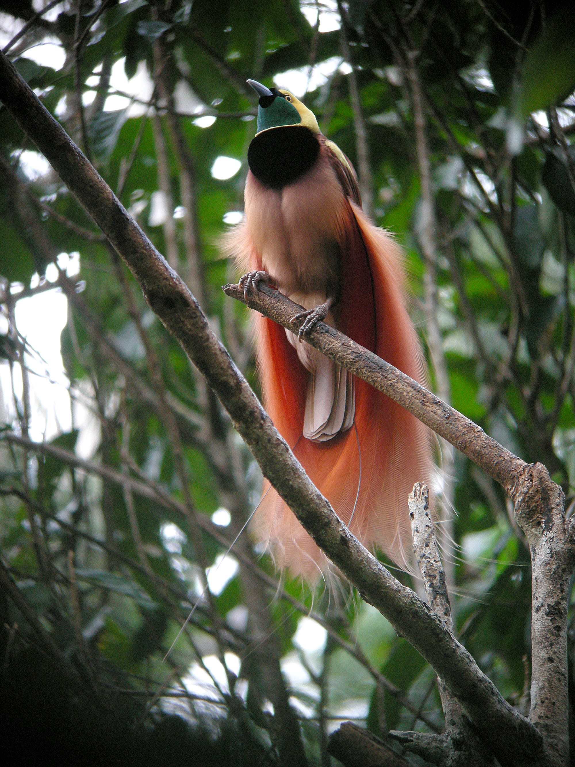 A bird with vivid orange plumage displaying its feathers on a branch