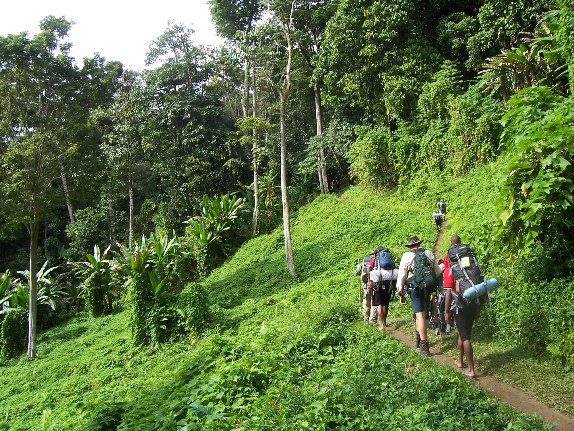 A muddy jungle trail winding through dense rainforest
