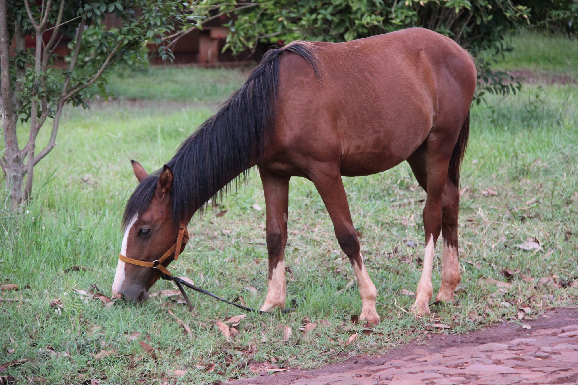 A horse grazing near ancient stone mission ruins