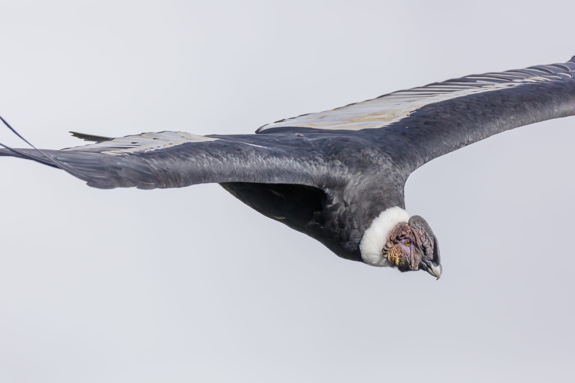 A large Andean condor with a wide wingspan soaring over a canyon