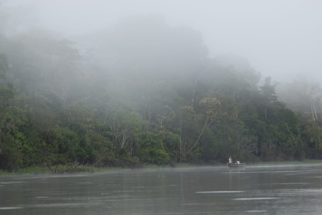 A dense, lush rainforest canopy along a river