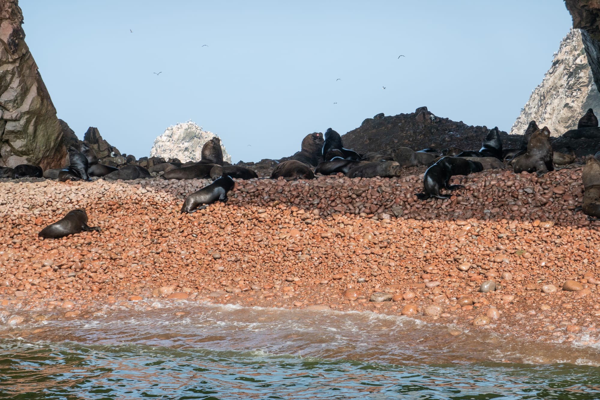 A colony of sea lions on a rocky, pebbled shore with seabirds flying above