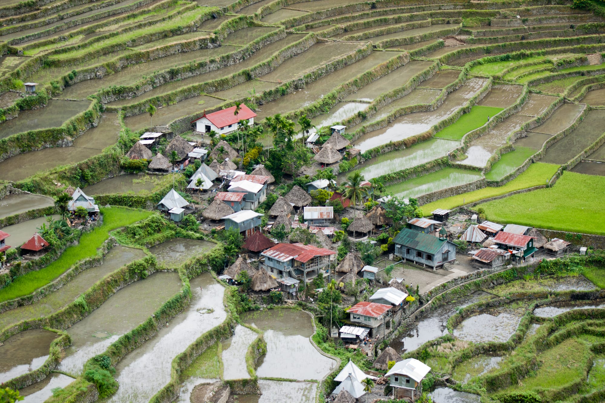 Steep terraced rice paddies carved into a mountainside