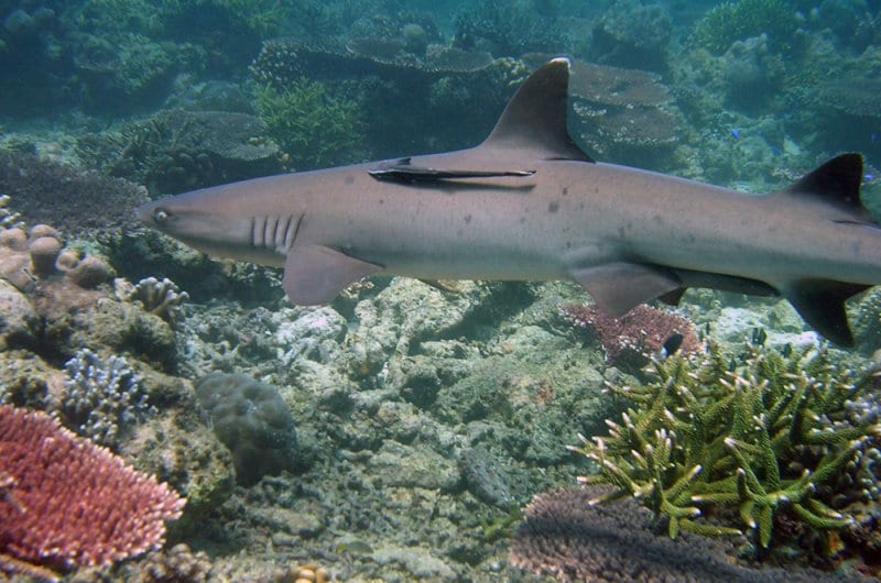 A shark swimming over a pristine coral reef