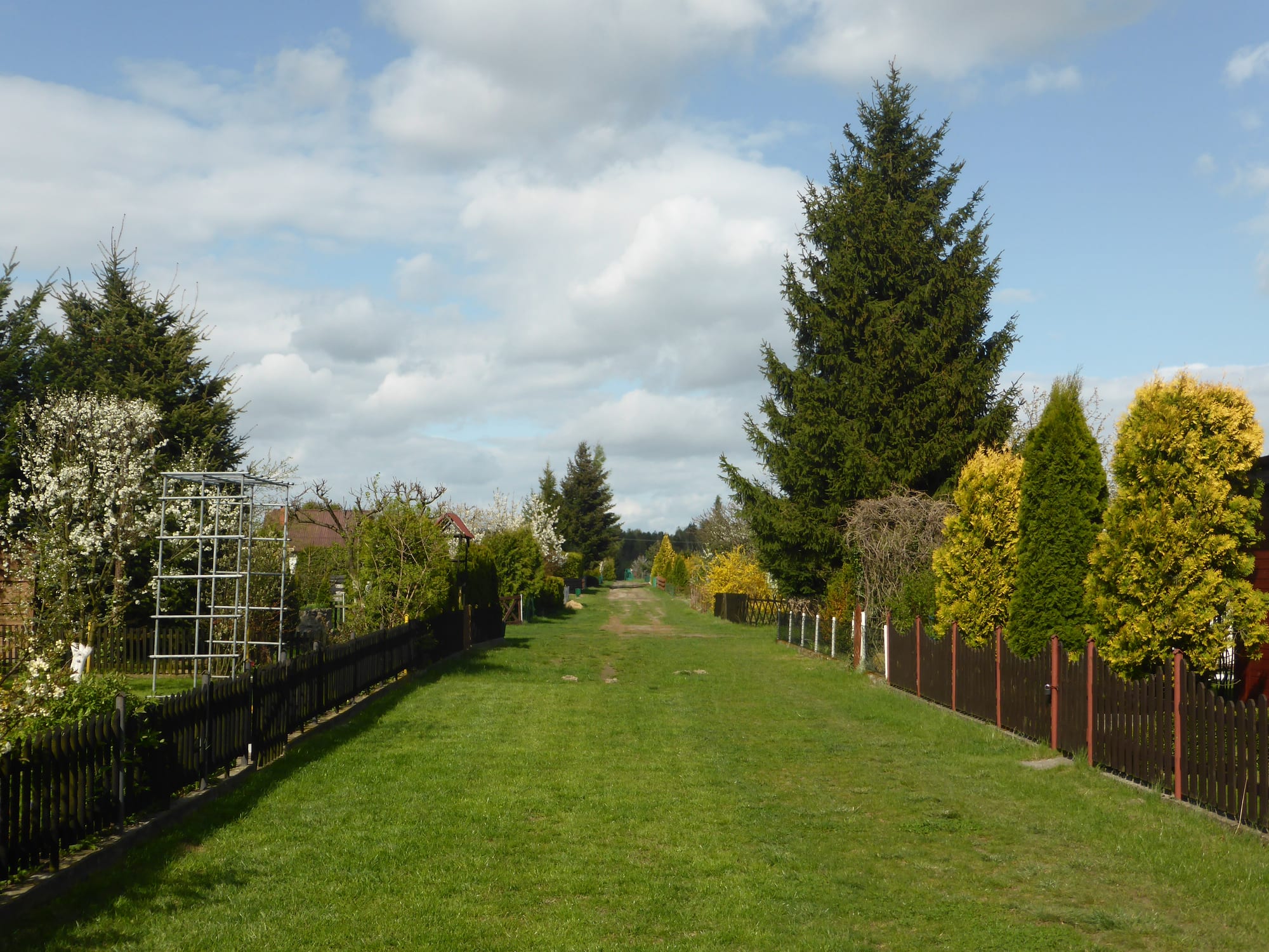 A grassy lane running between fenced allotment garden plots with trees and shrubs in spring bloom