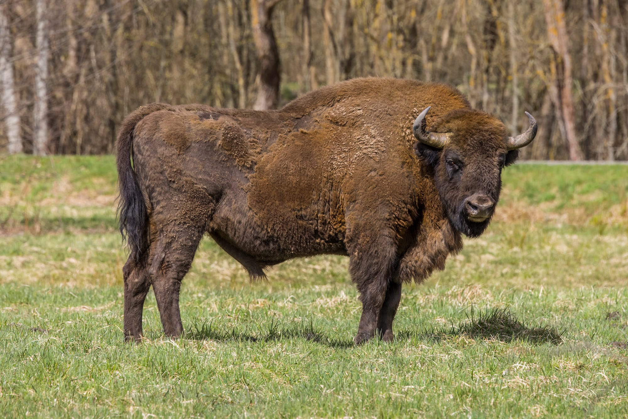 A large European bison standing in a forest clearing
