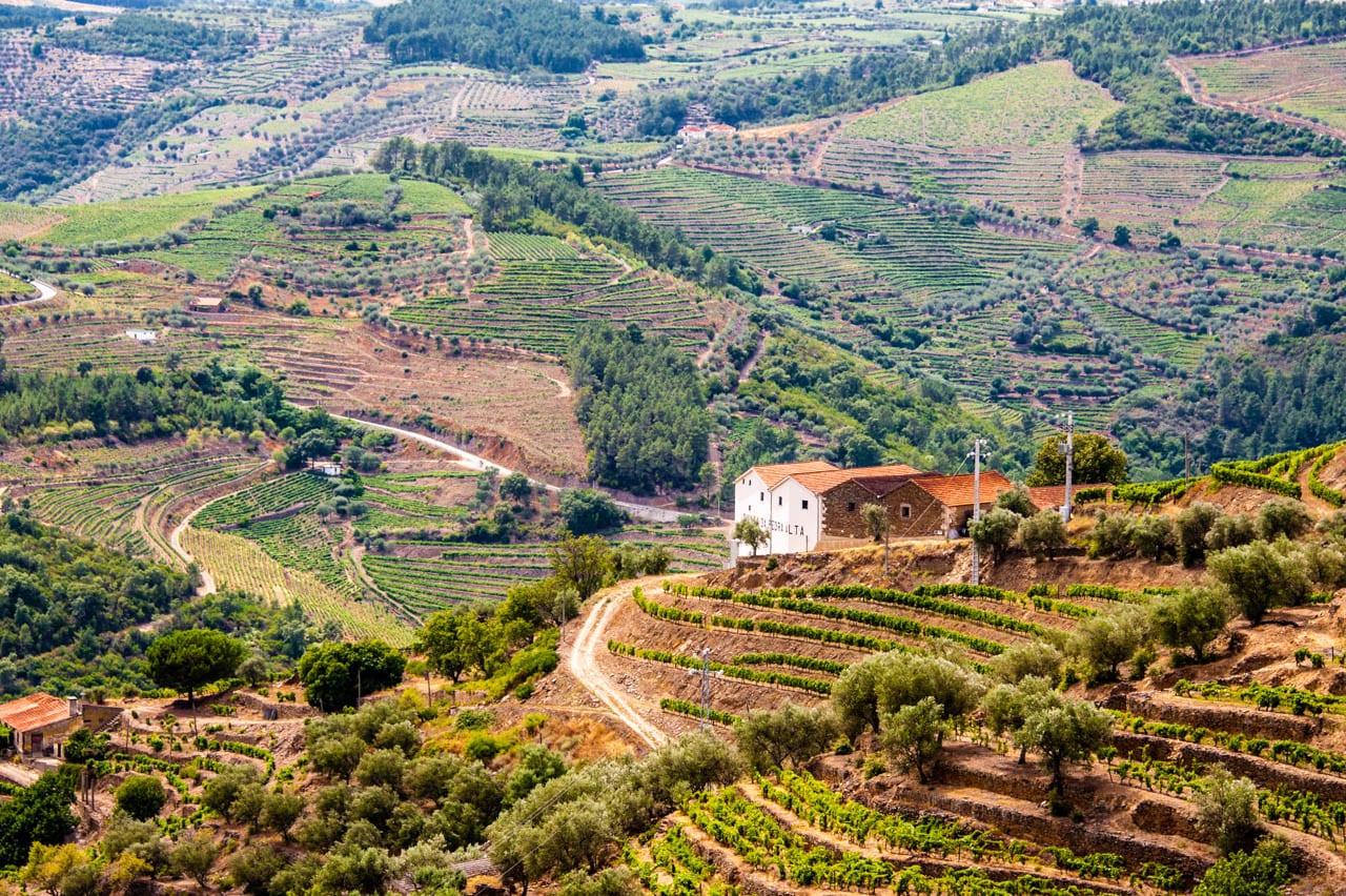 Steep terraced vineyards along a winding river valley