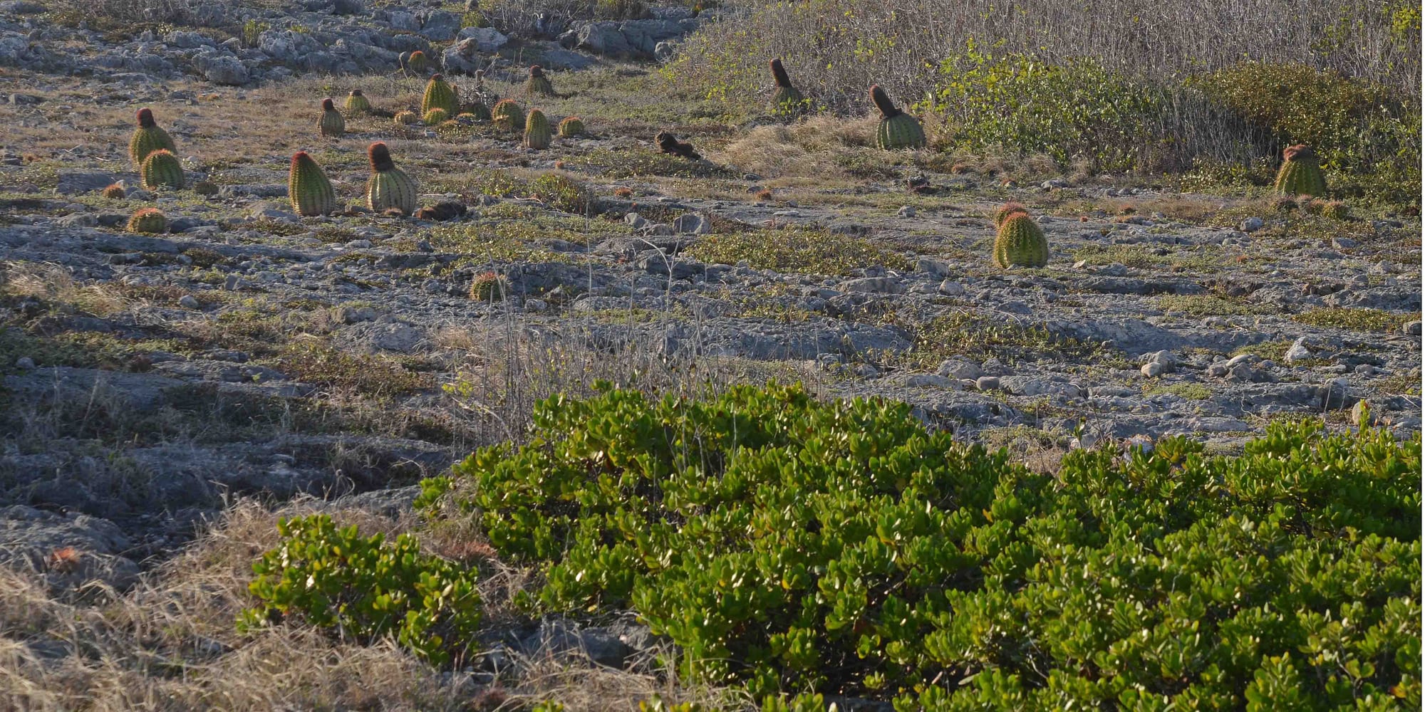Barrel cacti scattered across a rocky, arid landscape