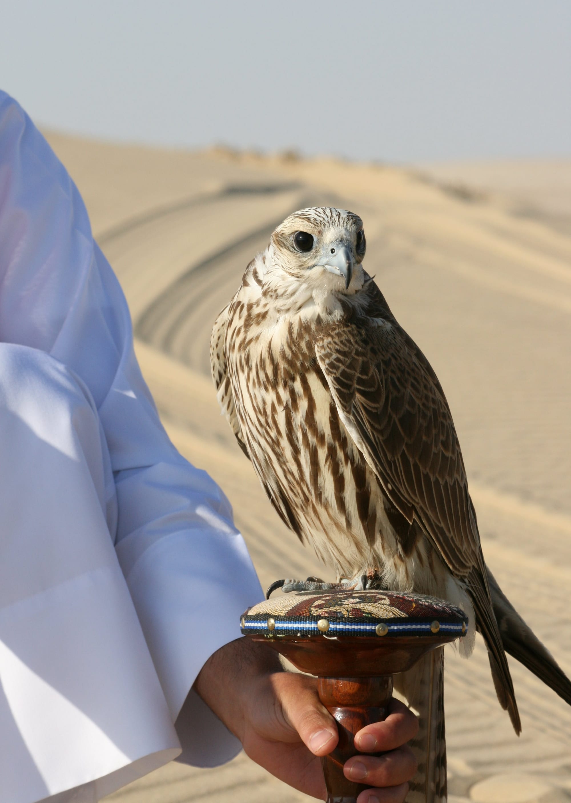 A pale brown and cream saker falcon perches on a padded, decorated wooden perch held by a man in a white robe, with sand dunes stretching behind