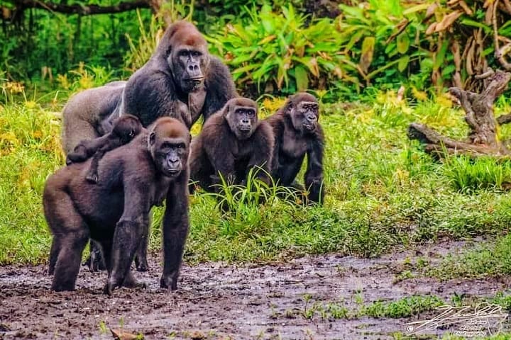 Western lowland gorillas in a dense forest clearing