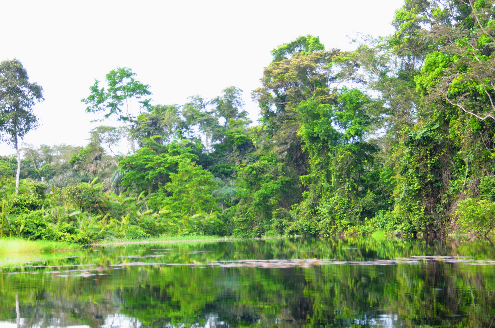 Dense swamp forest along a calm river