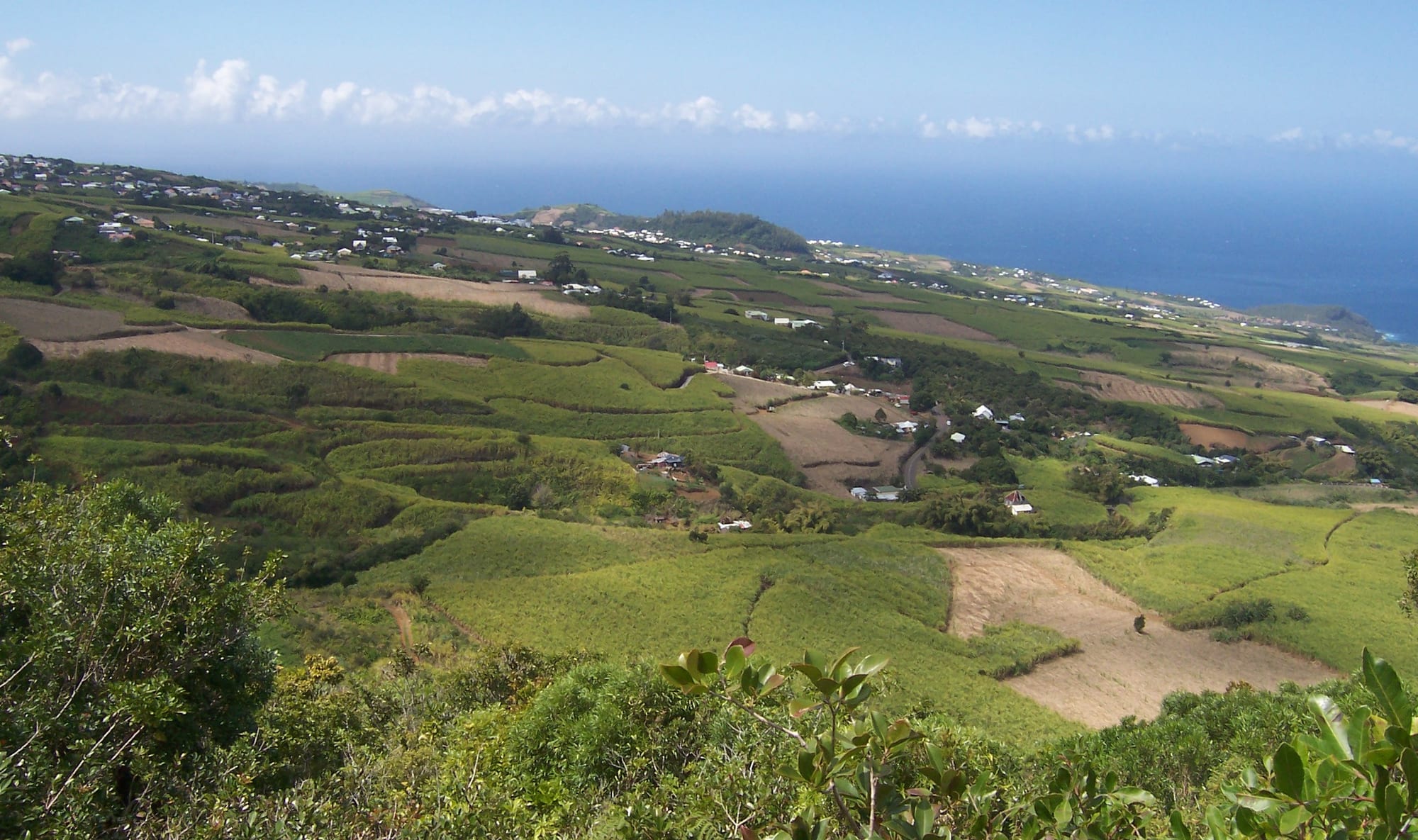 Rolling fields of green sugar cane running down to the coast on Réunion, with mountains behind