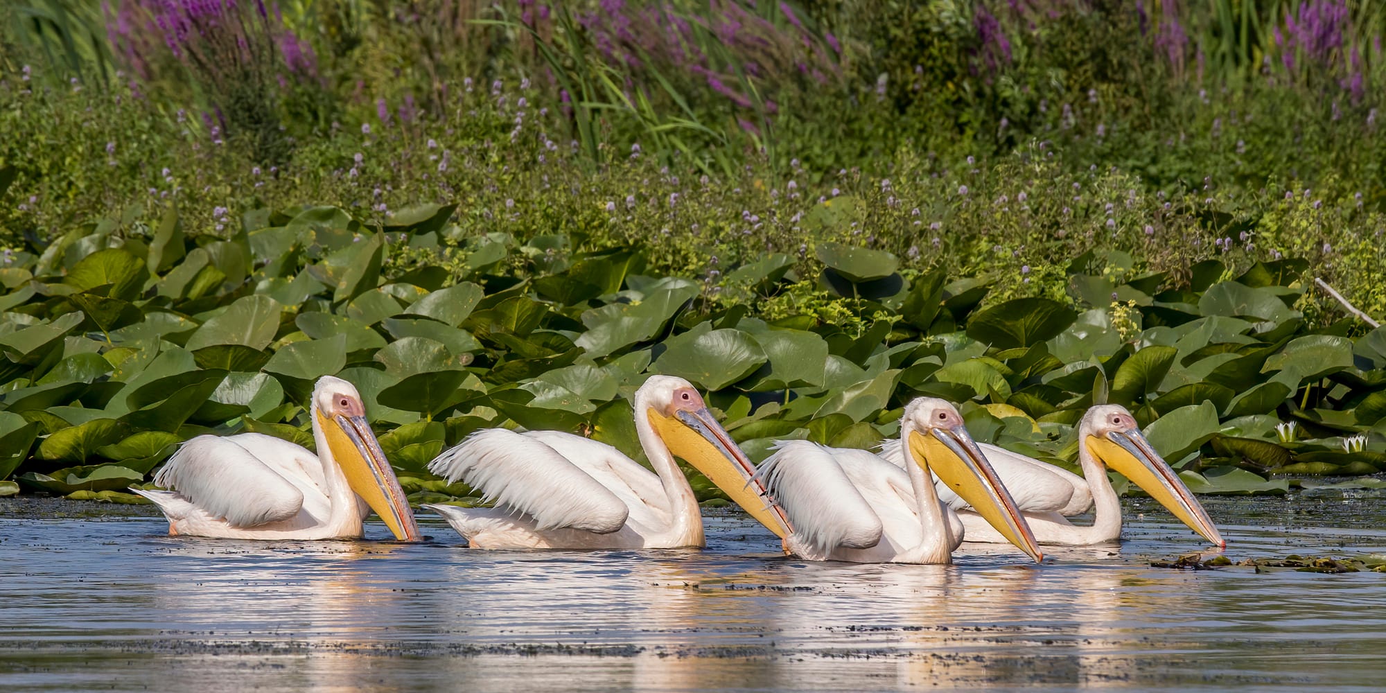 A flock of large white pelicans on calm wetland water