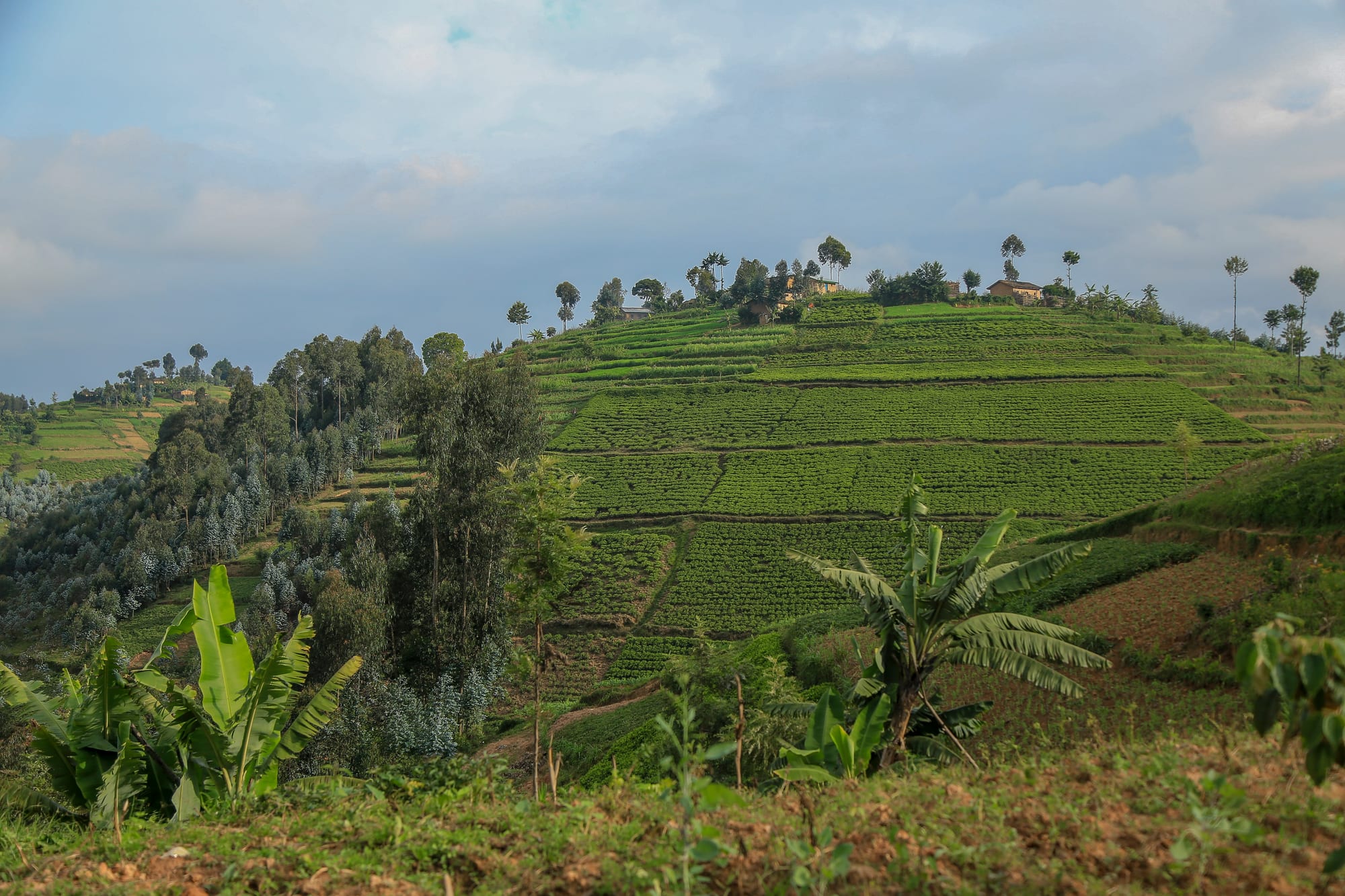 A steep green hillside cut into narrow farming terraces, with a small cluster of houses and trees along the ridge
