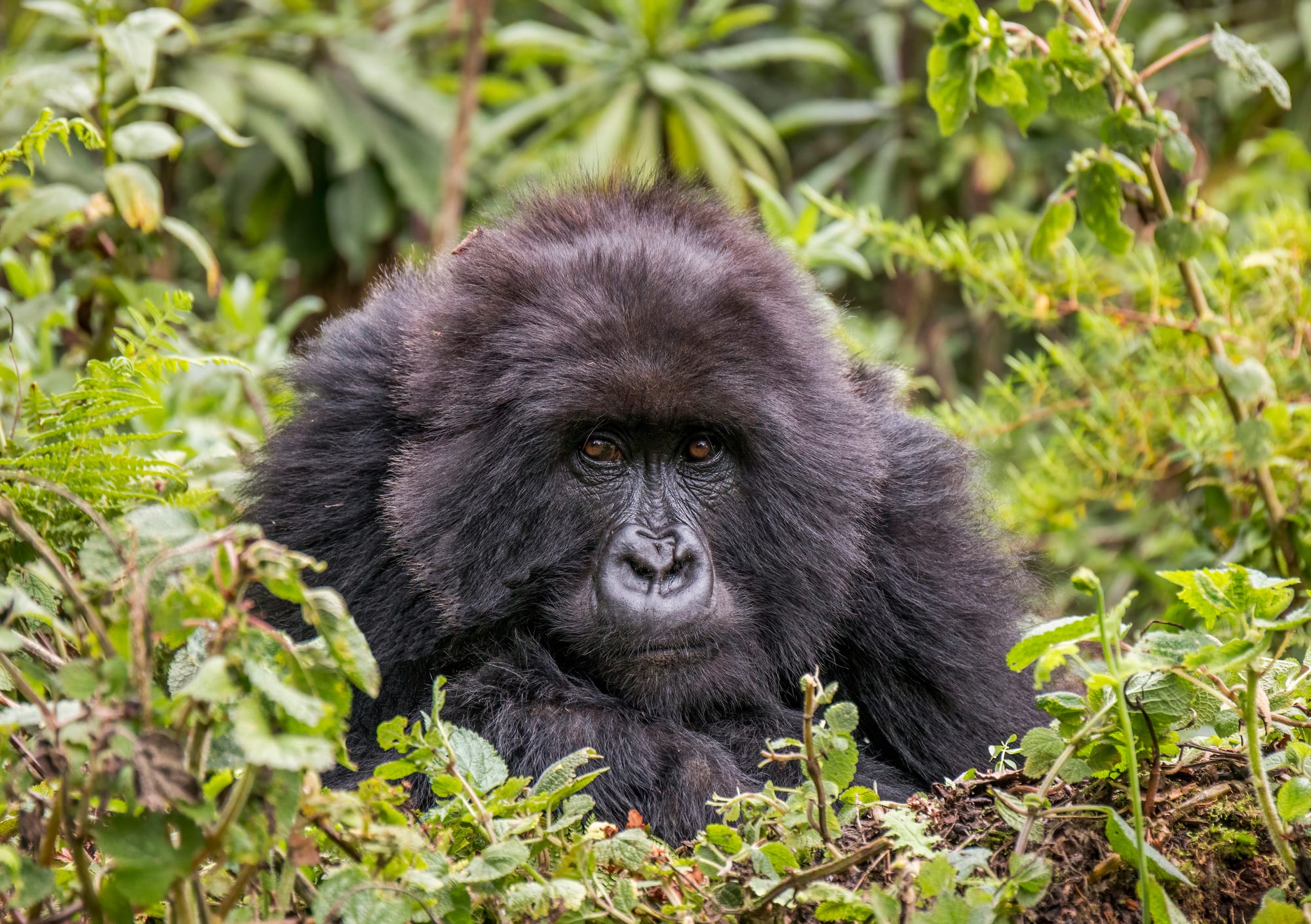 A mountain gorilla sitting among green vegetation
