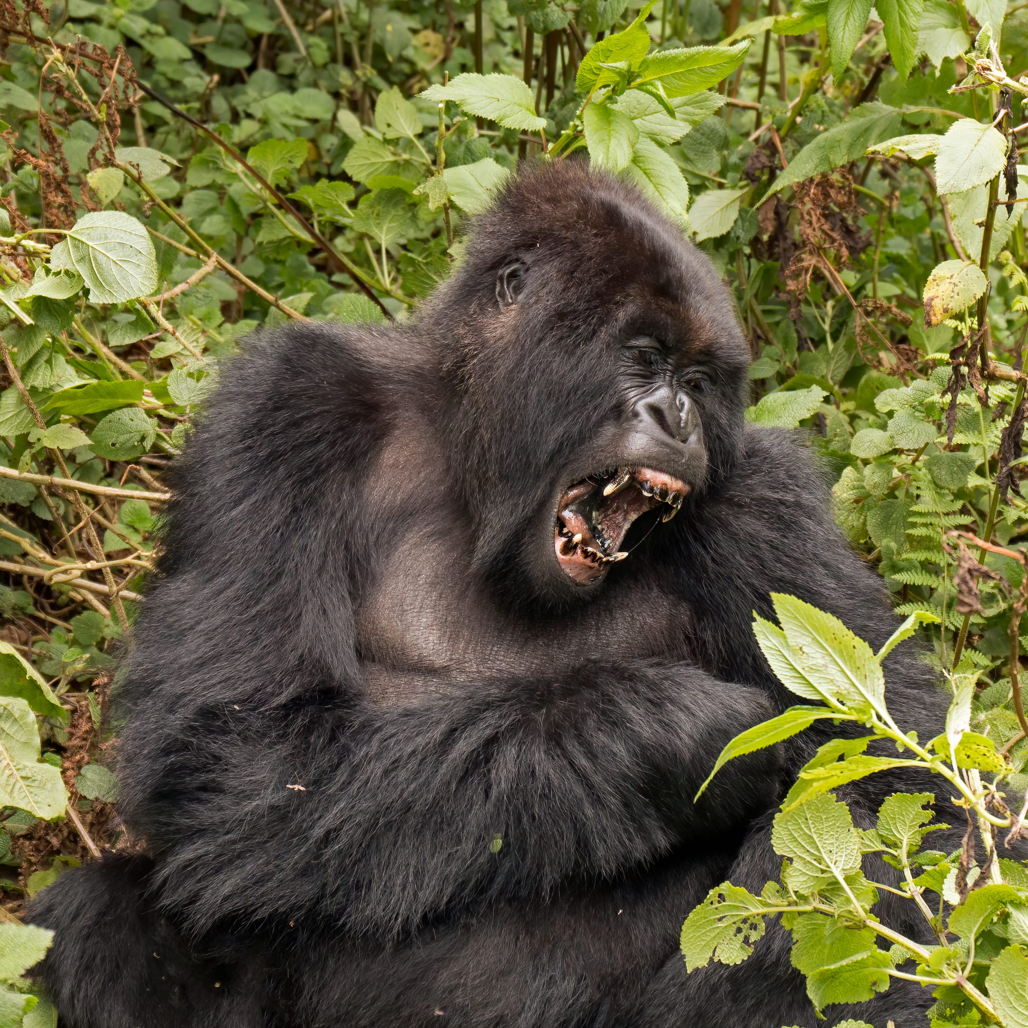 A mountain gorilla in dense forest vegetation
