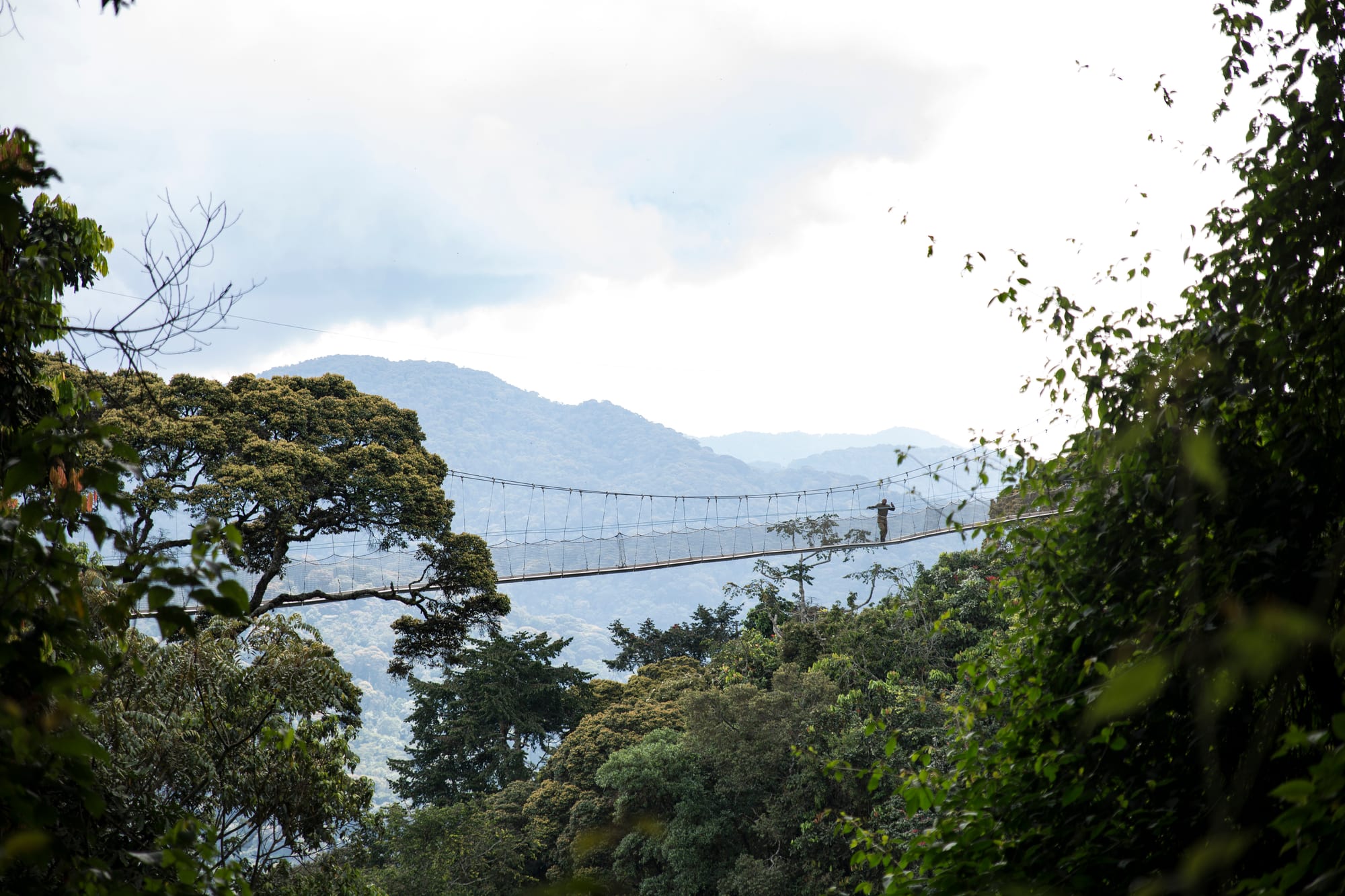 A suspended metal walkway strung between trees high above a rainforest canopy