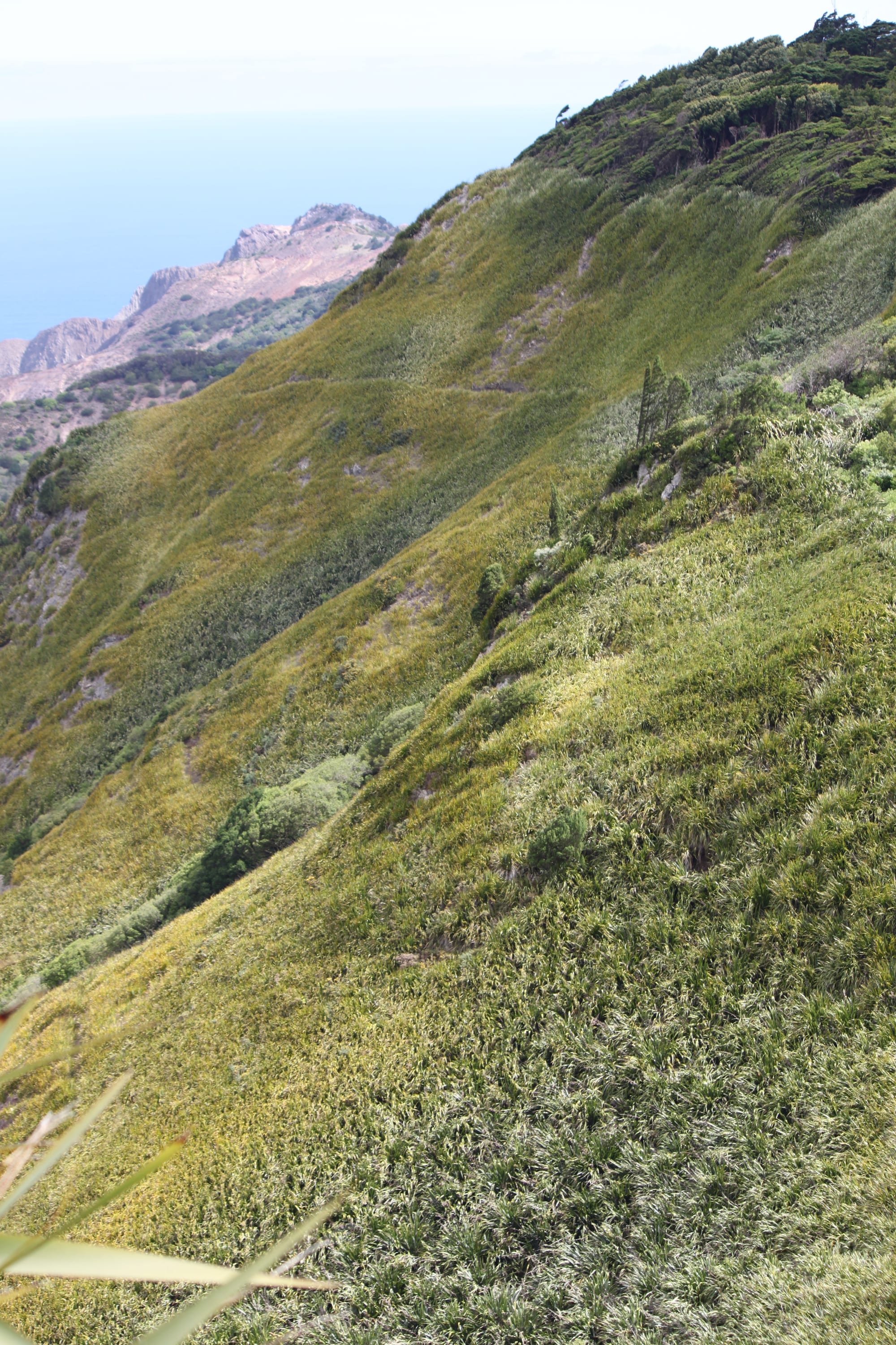 A steep green hillside densely covered in long-leaved flax plants, with a rocky coastline and the sea visible far below in the distance