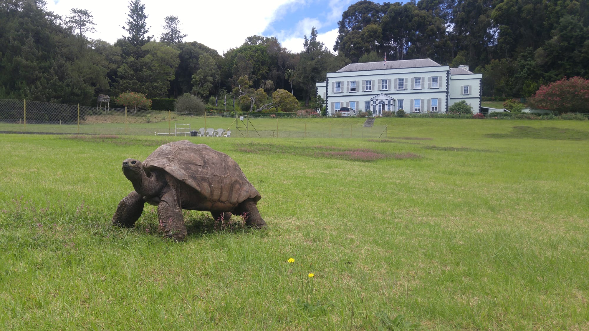 A giant tortoise grazing on a lawn in front of a colonial house