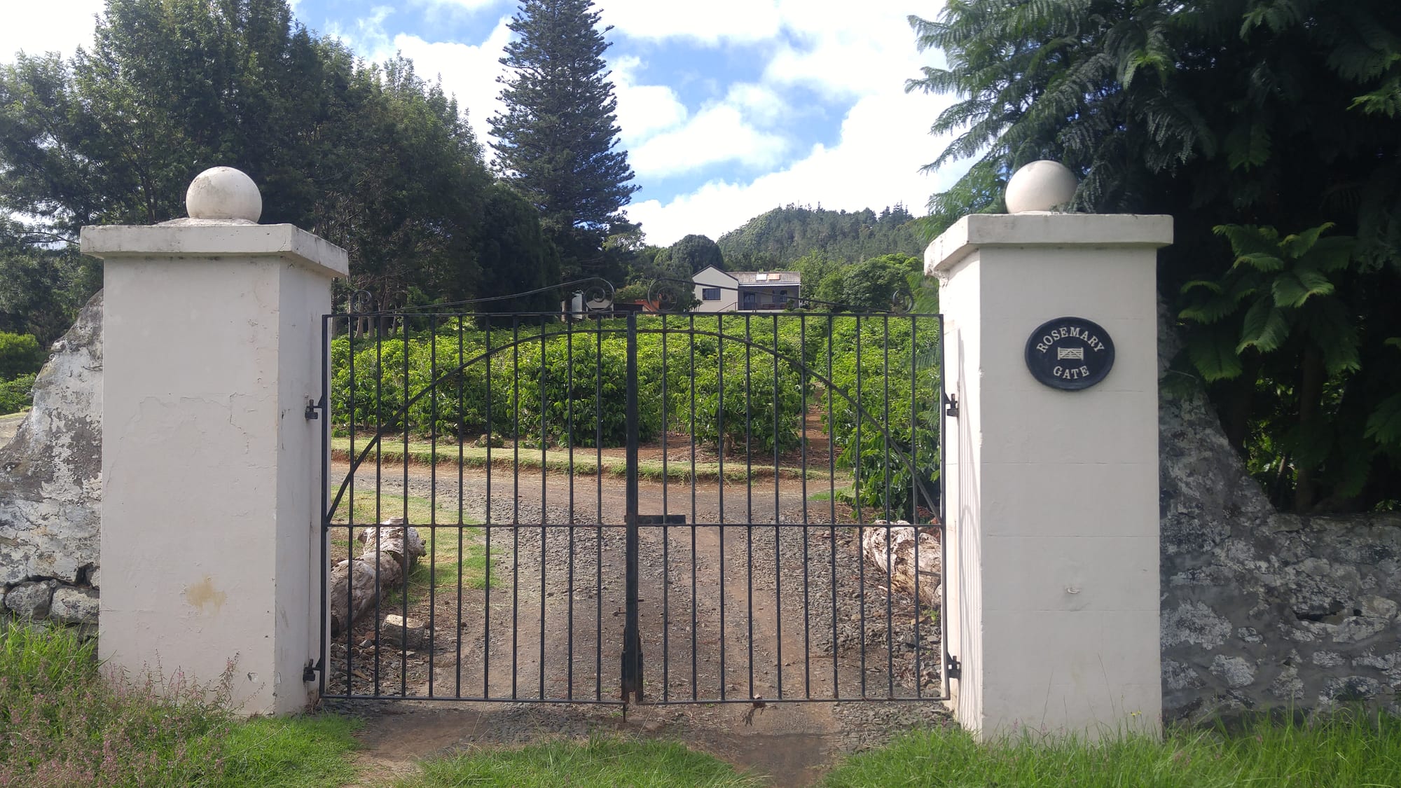 A gate leading to rows of coffee plants