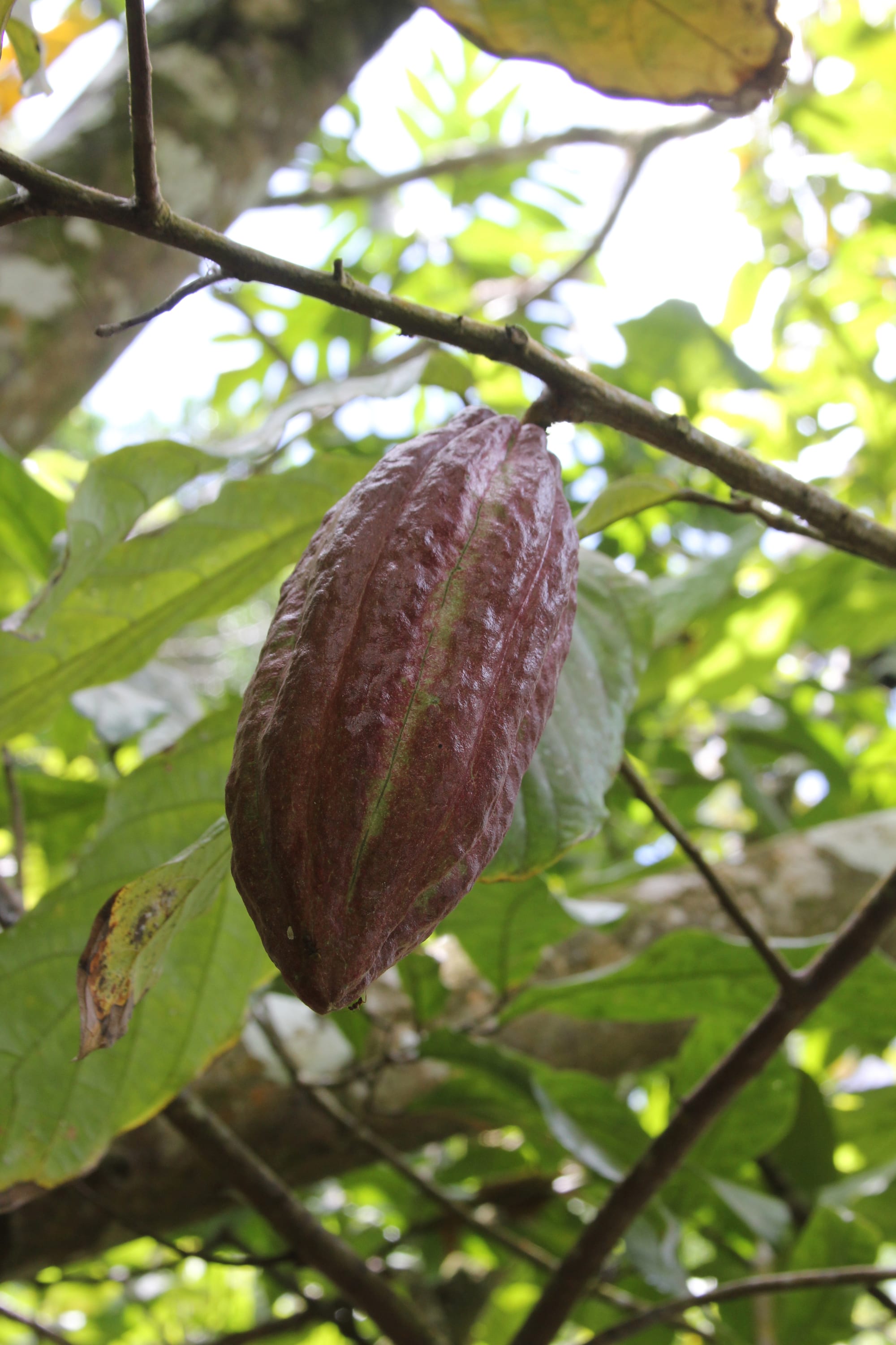 A ridged cocoa pod on a tree
