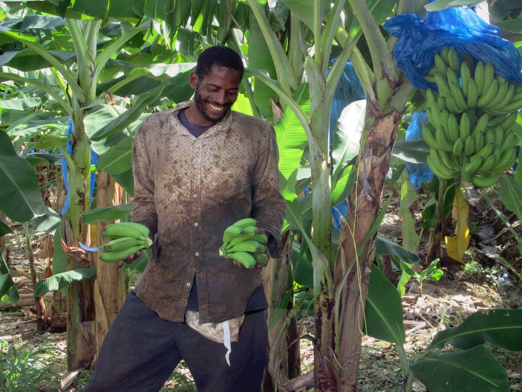 A banana grower holding bunches of green bananas