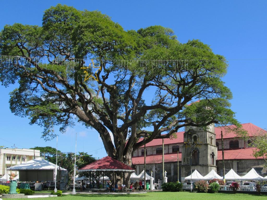 A huge, spreading tree shading a public square in Castries, with a bandstand, benches and a cathedral tower behind