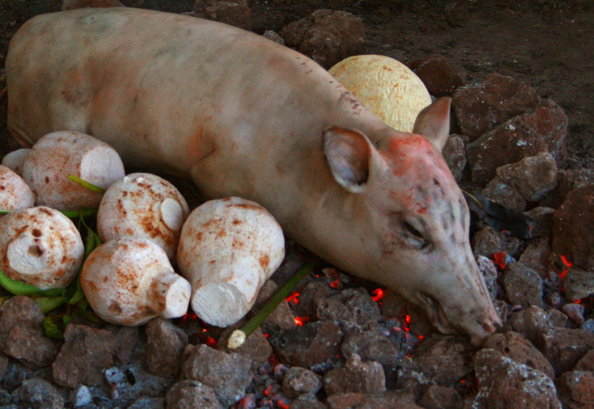 A pig cooking on heated stones in an earth oven