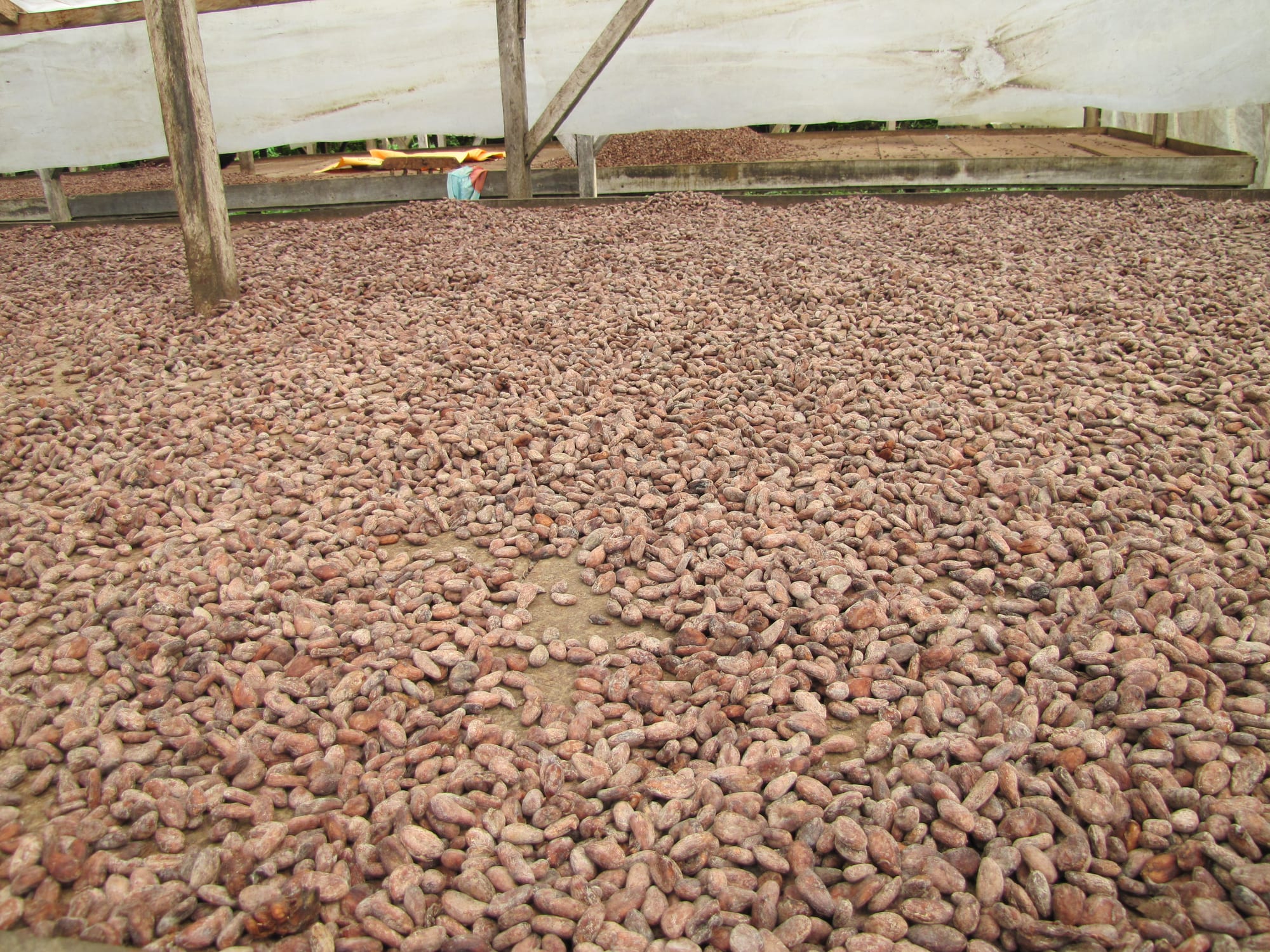 Cocoa beans spread out to dry