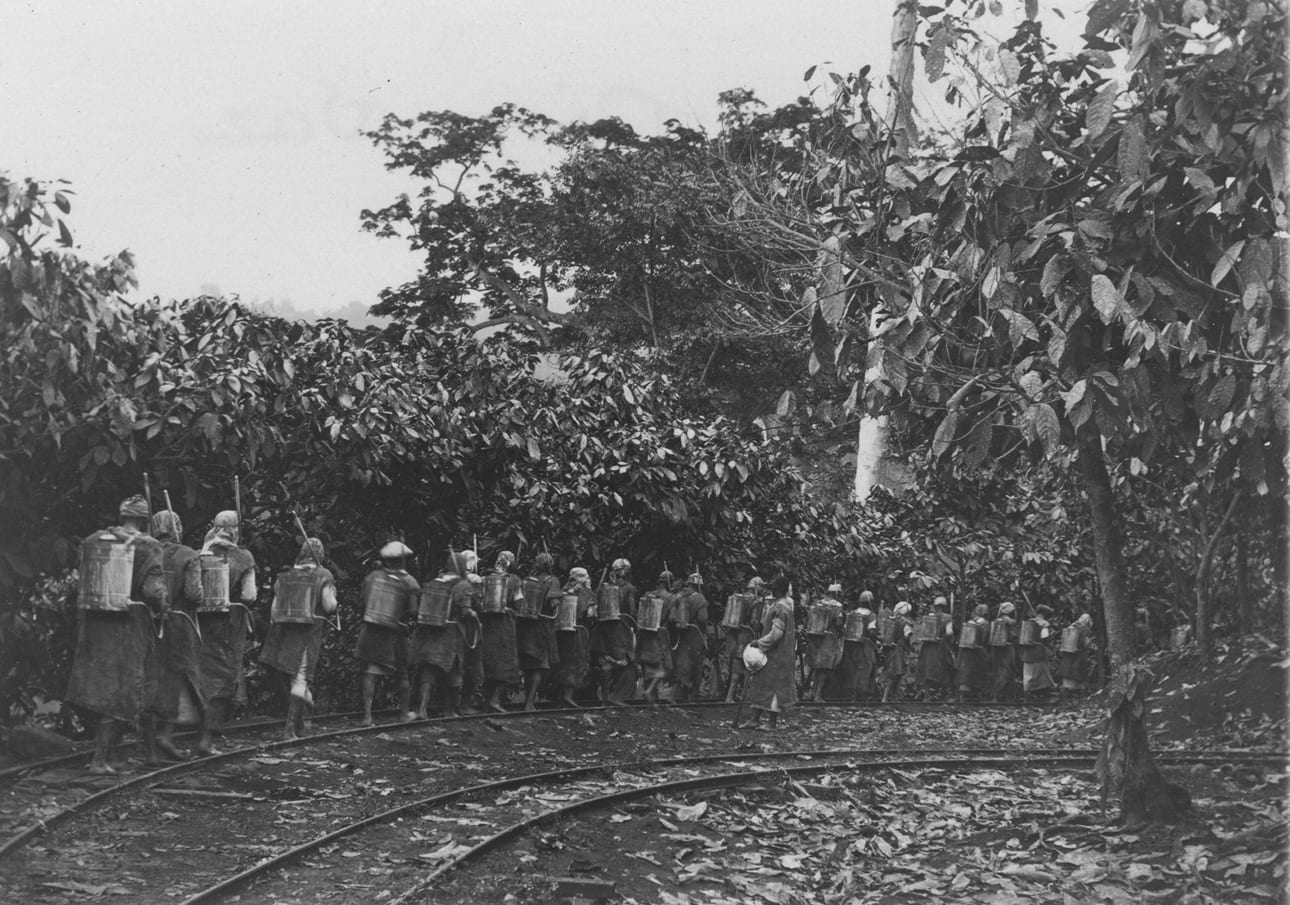 A line of plantation labourers with spraying equipment on a cocoa estate on São Tomé in the 1920s