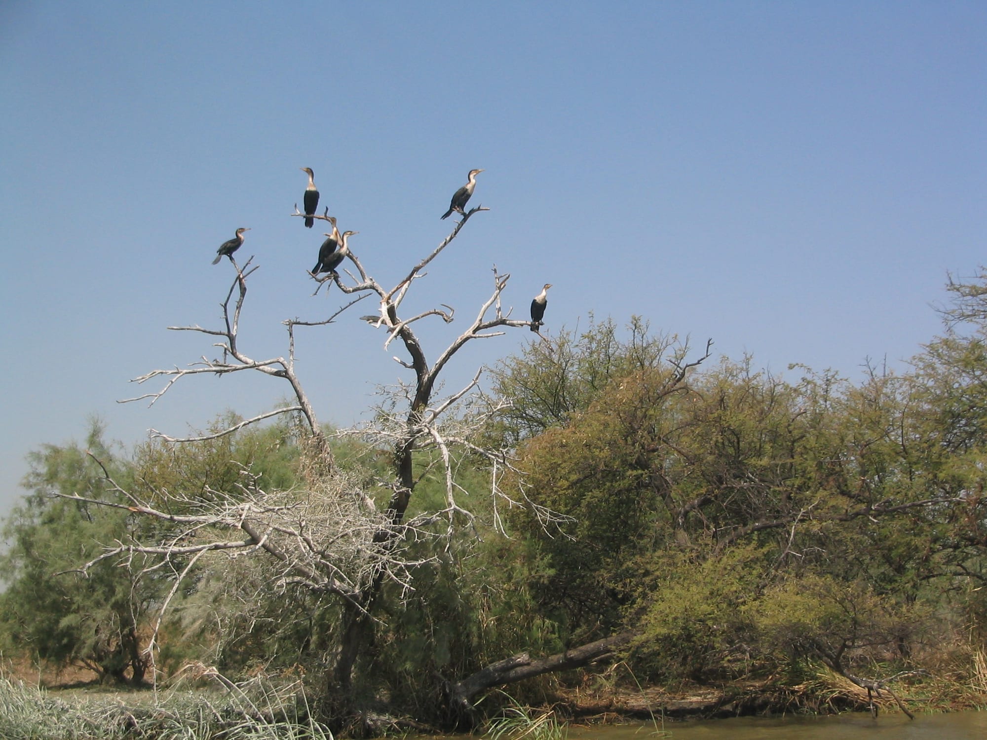 Large flocks of cormorants and waterbirds gathered on a wetland