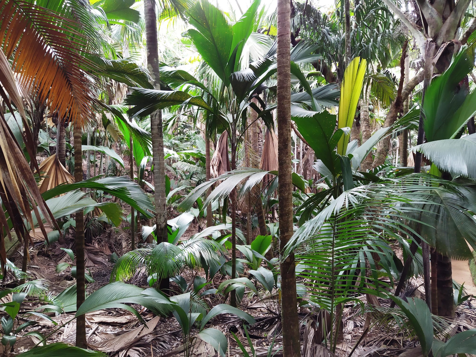 Tall palm trees with distinctive large silvery fronds in a dense forest