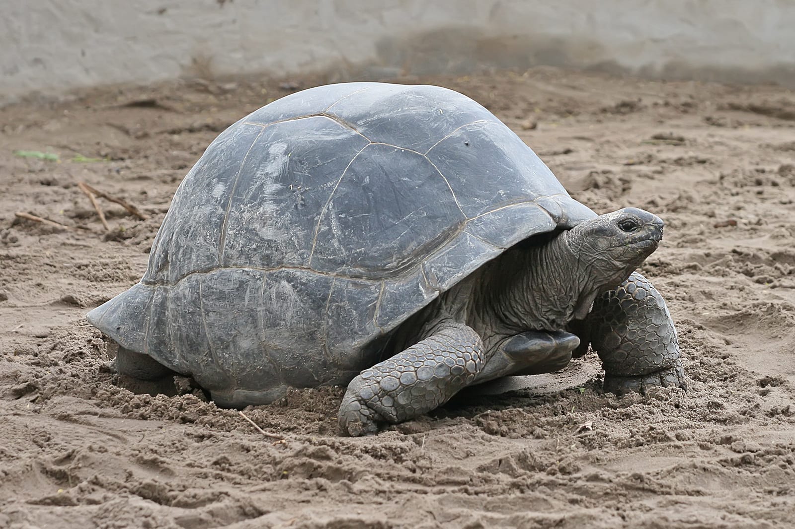 A giant tortoise with a large domed shell