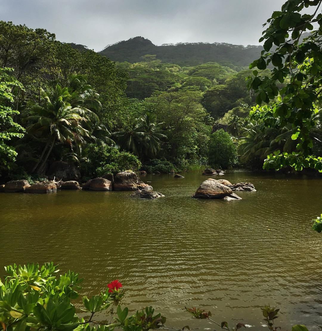 A jungle river with granite boulders, palm trees, and forested mountains behind