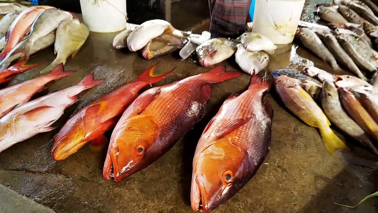 Fresh fish displayed for sale at a market
