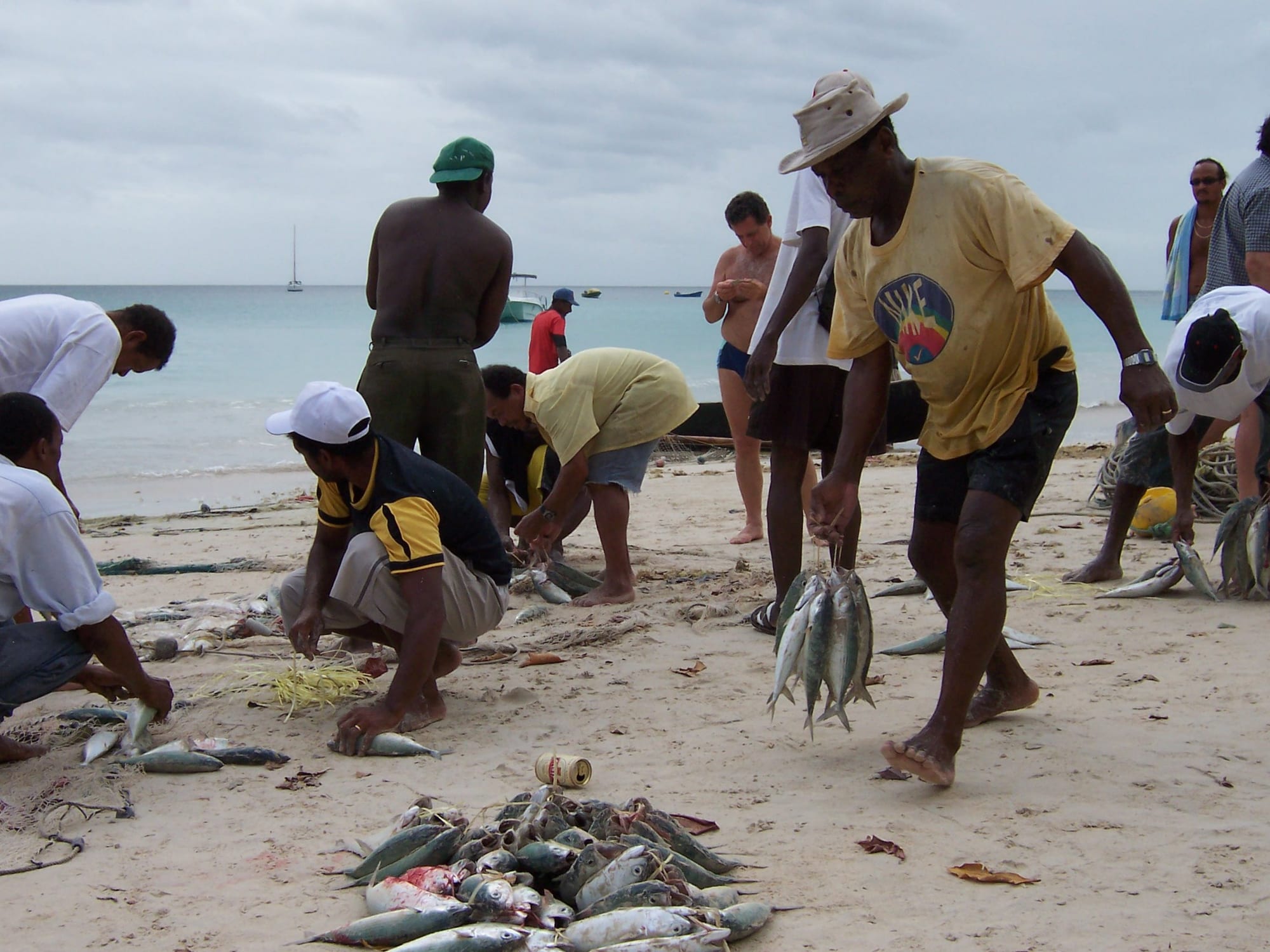 A group of men on a beach sorting and untangling a large net full of freshly caught fish
