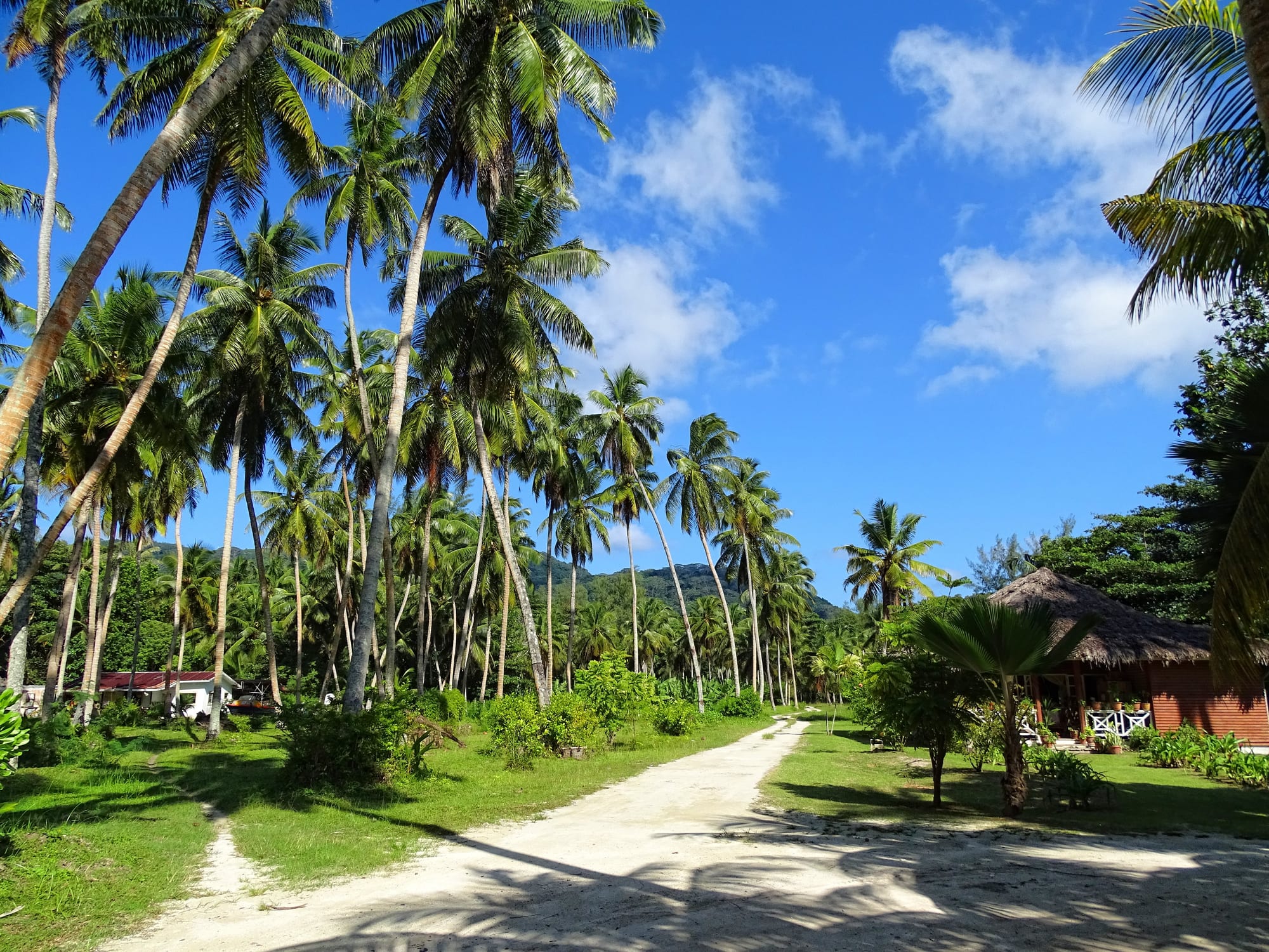 A sandy track running between rows of tall coconut palms on La Digue, with a thatched building at the right under a blue sky