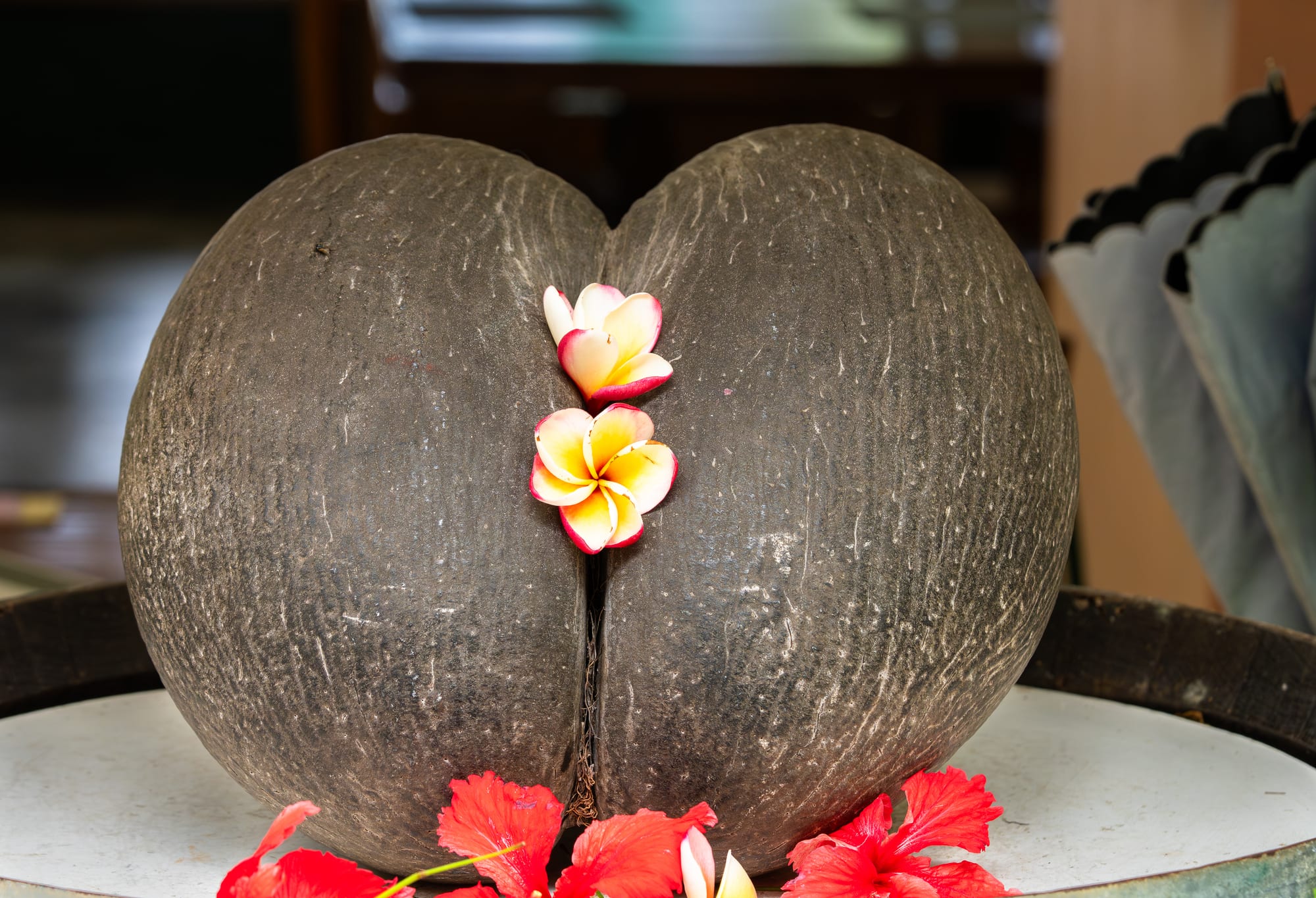 The large double-lobed coco de mer nut growing on a palm in Seychelles