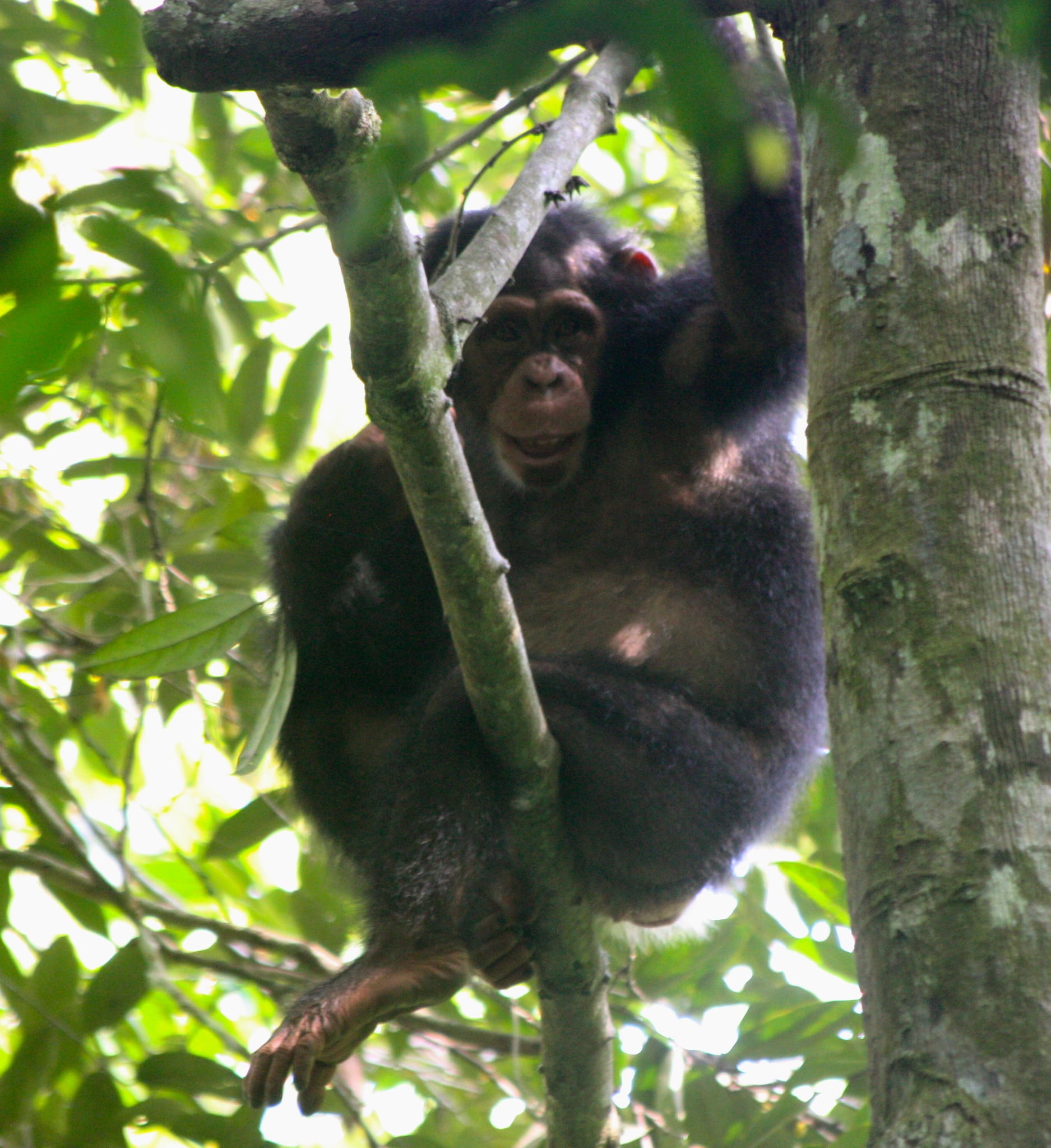 A Western chimpanzee sitting in forest vegetation