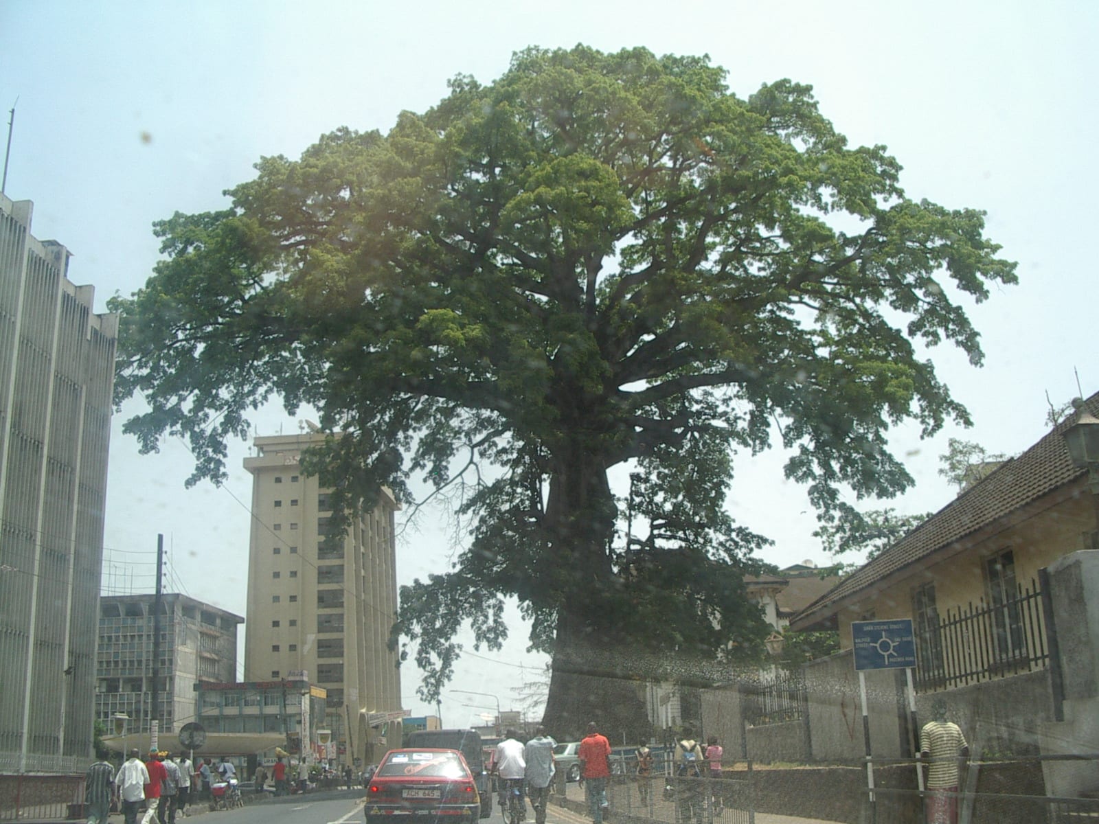 A massive old cotton tree standing at the centre of a busy city intersection