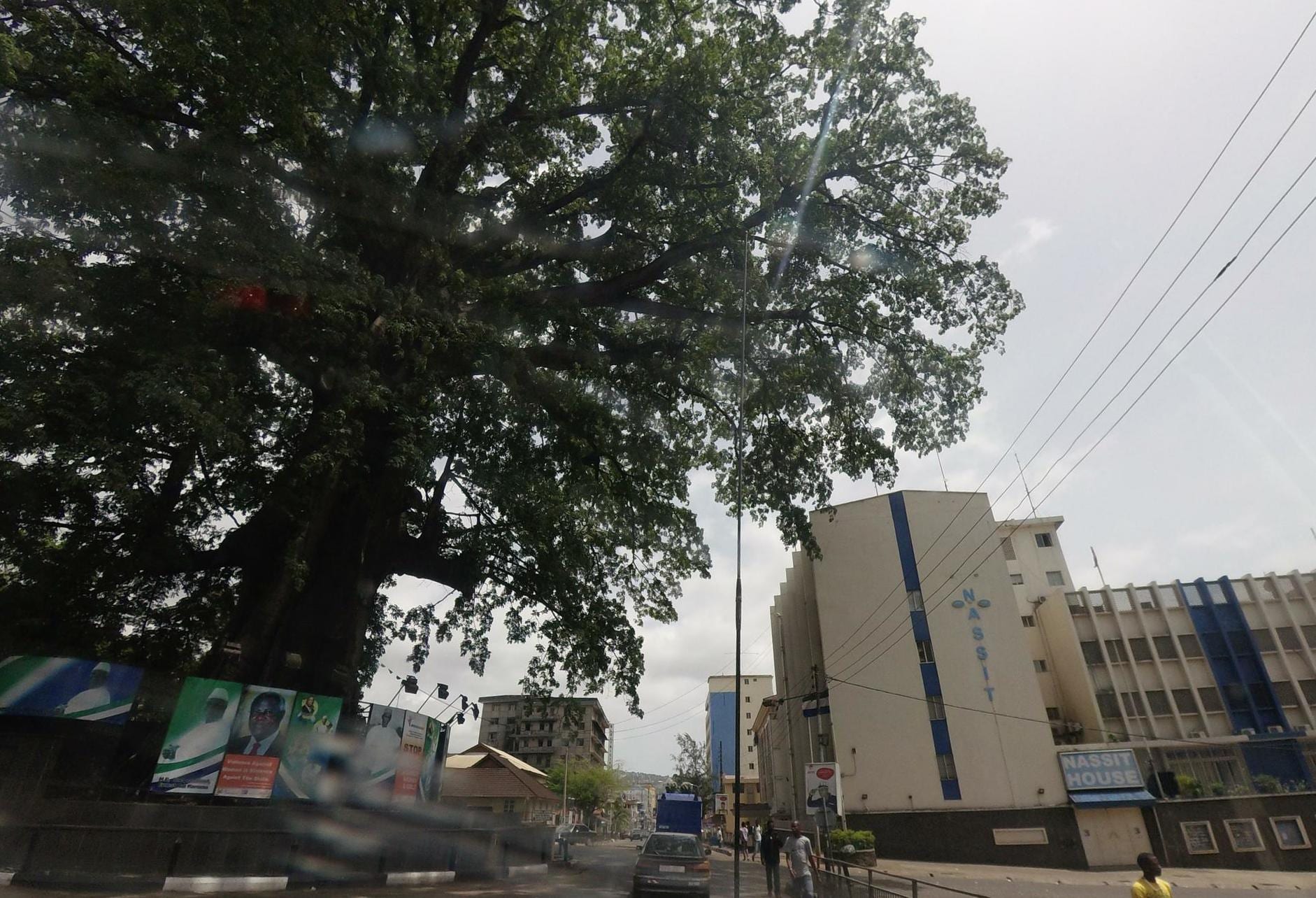 A large historic tree standing near a museum building in a city