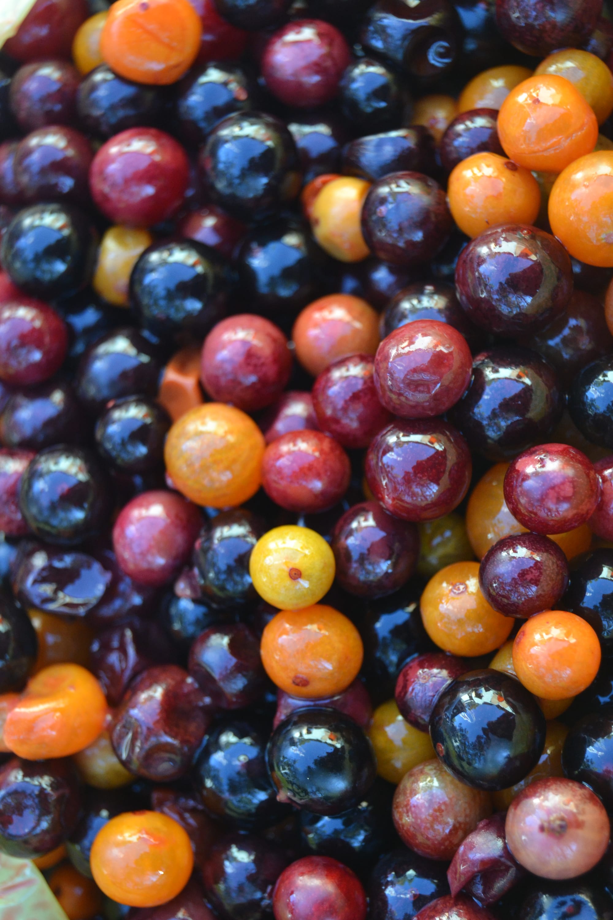 A close-up of a pile of small, glossy round berries in shades of orange, red, deep purple and black
