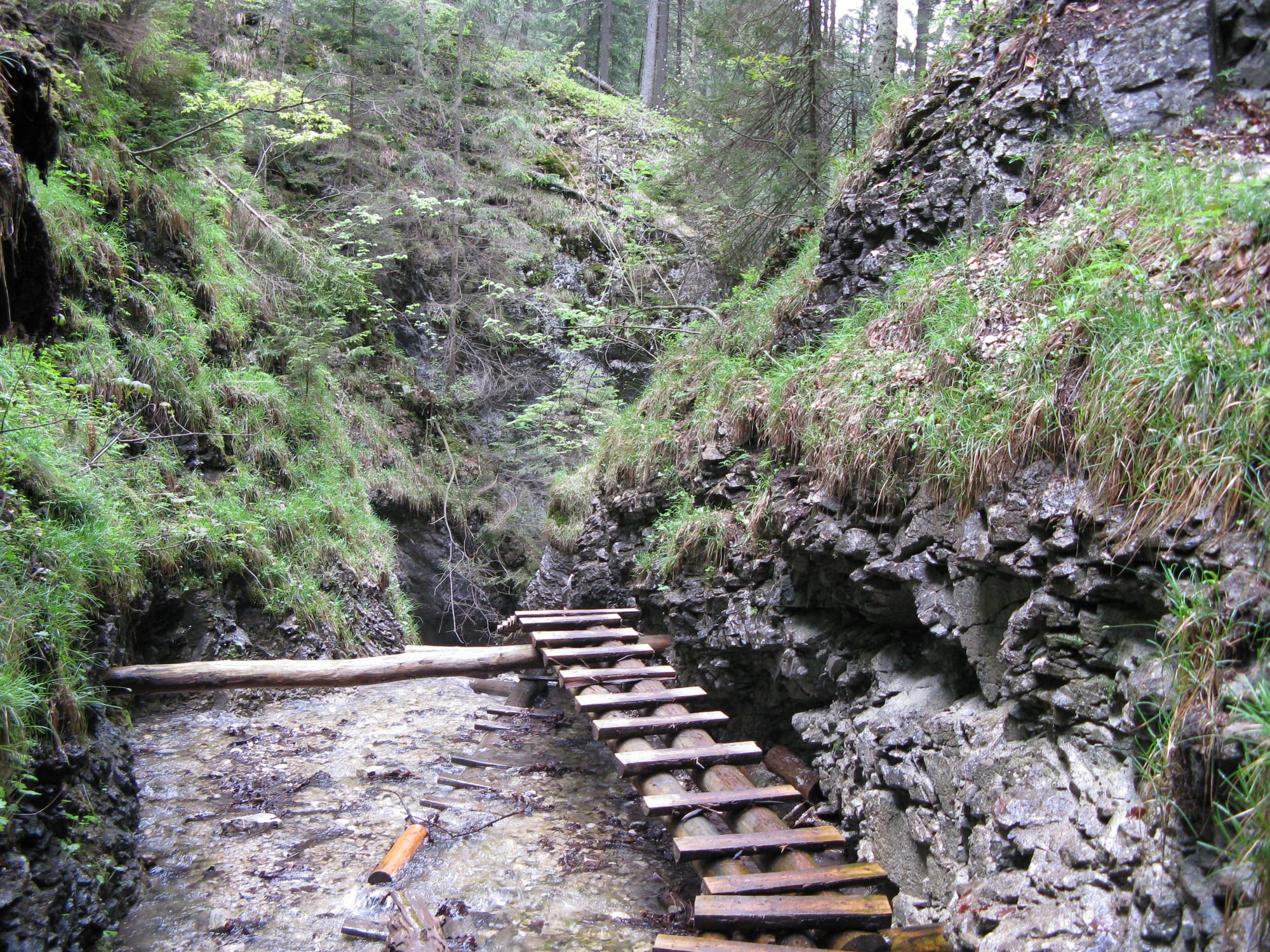 A narrow forested gorge with a stream and wooden ladders along the trail