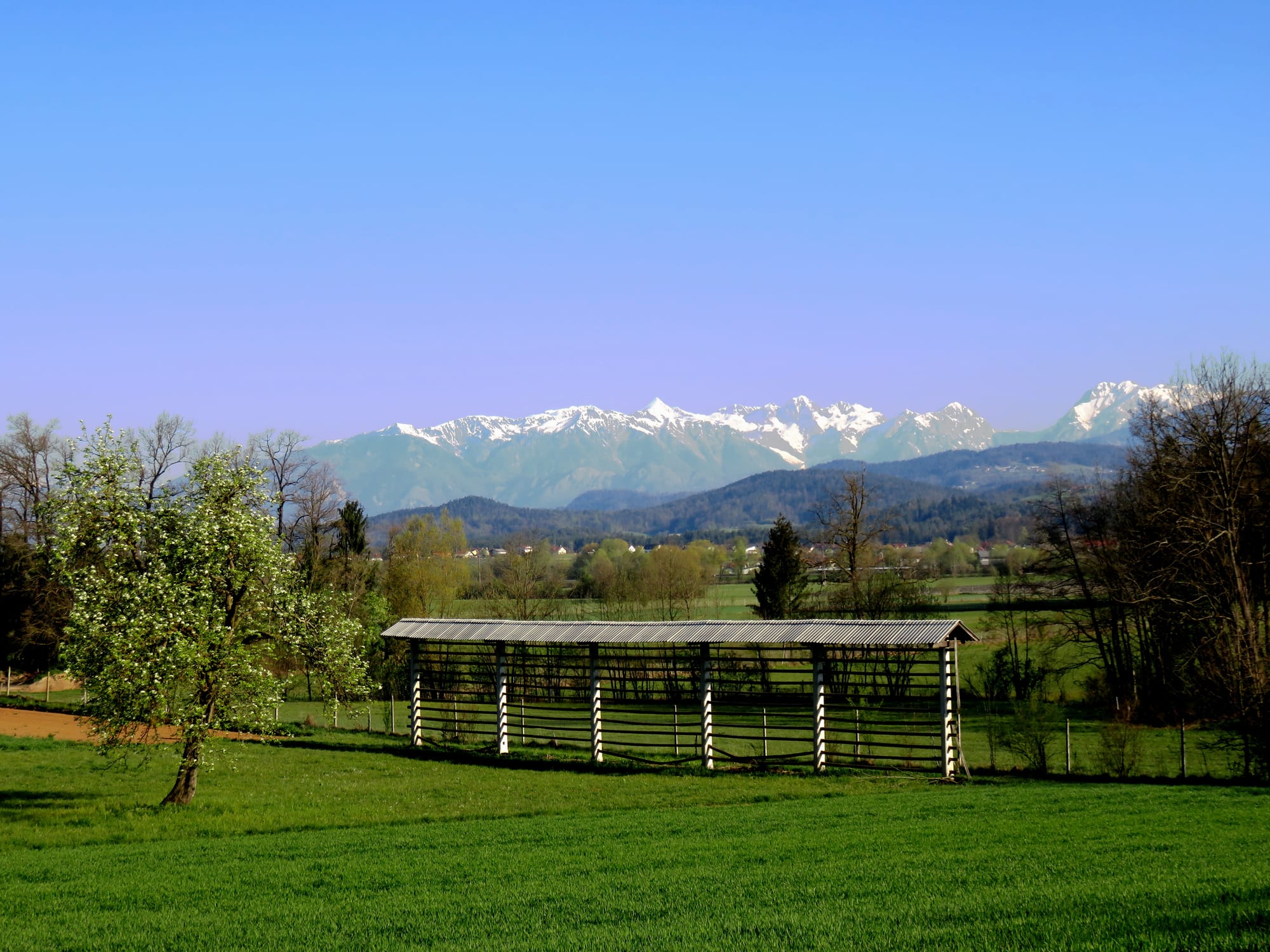 A wooden kozolec hayrack standing in a green field with snow-capped Alps visible on the horizon under a clear blue sky