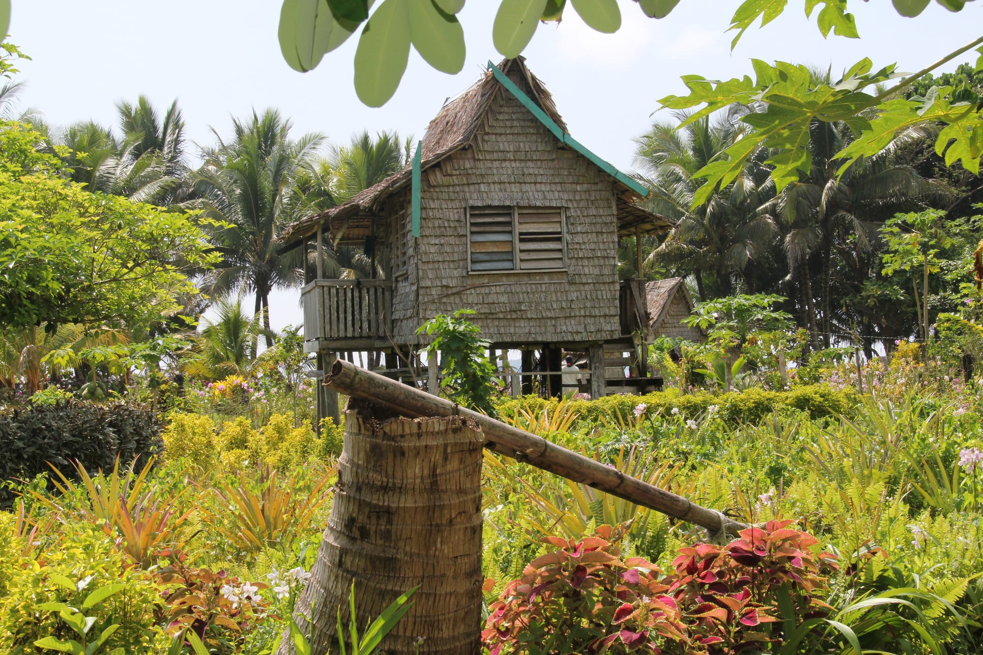 A wooden house on stilts with a thatched roof, surrounded by coconut palms and tropical garden plants
