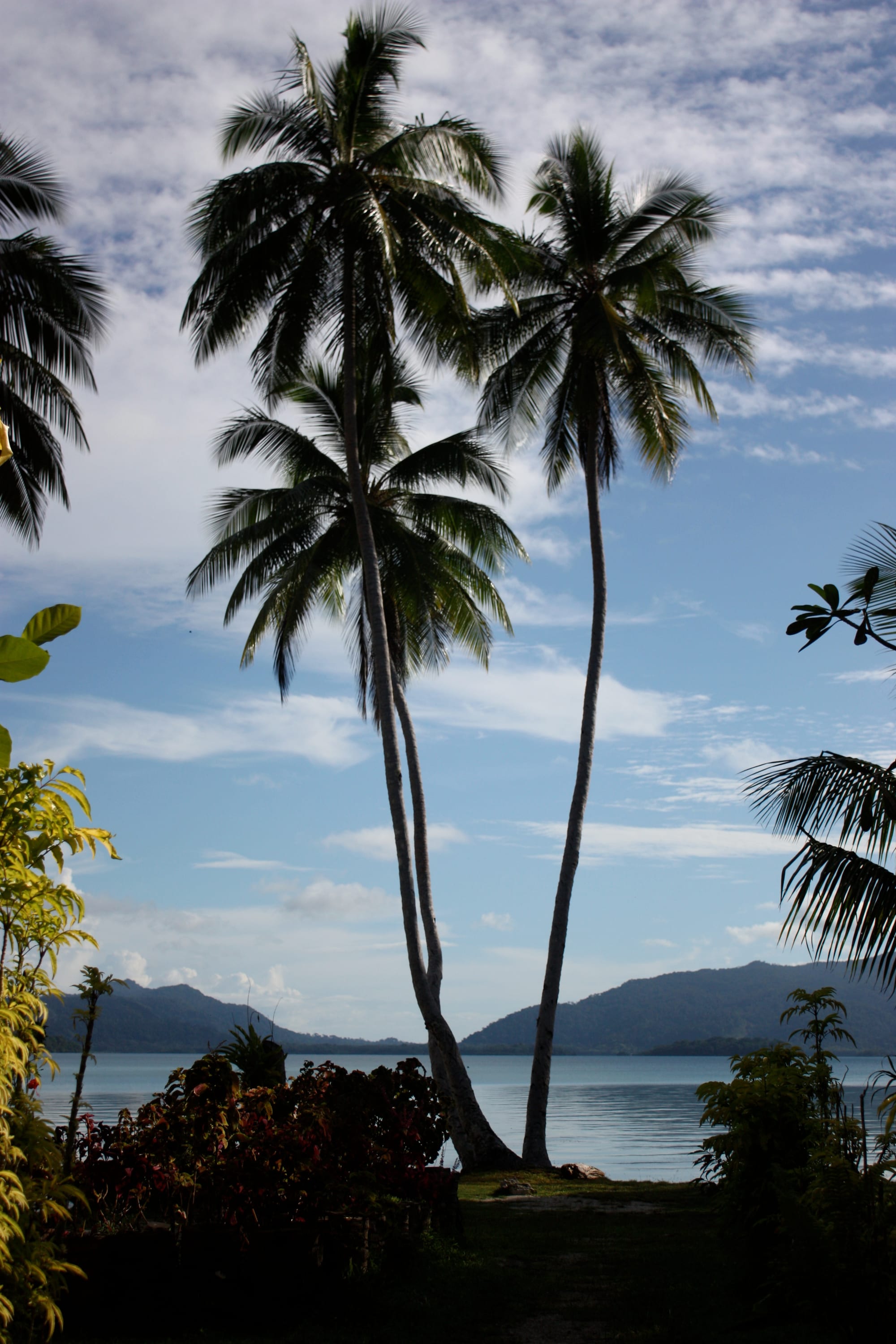 Tall palm trees silhouetted against a calm lagoon ringed by forested hills