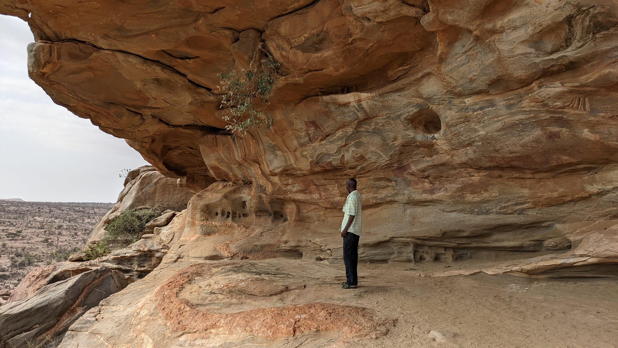 Ancient painted rock art depicting cattle on a cave wall