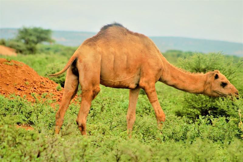 A camel grazing on green scrub bushes in an arid landscape