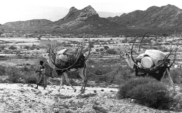 A camel caravan crossing dry scrubland between Hargeisa and the coast